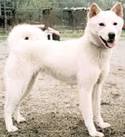 진돗개 강아지 대표 사진 (출처: Wikipedia)