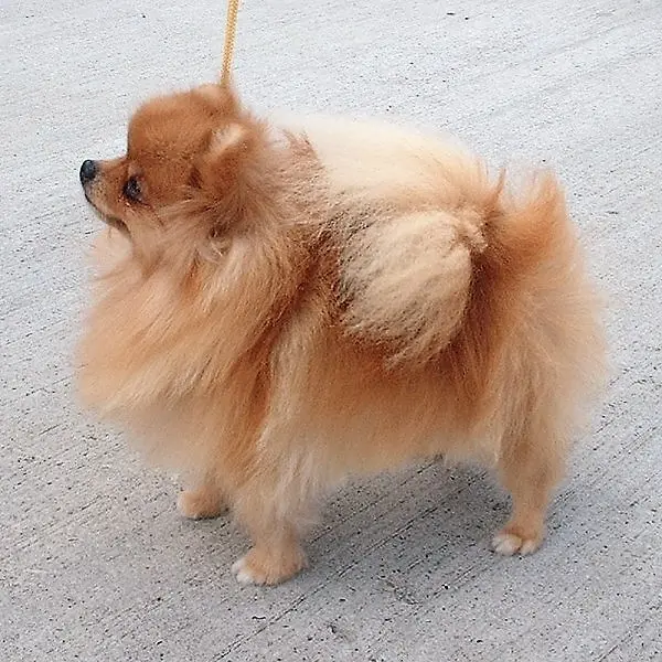 포메라니안 강아지 대표 사진 (출처: Wikipedia)