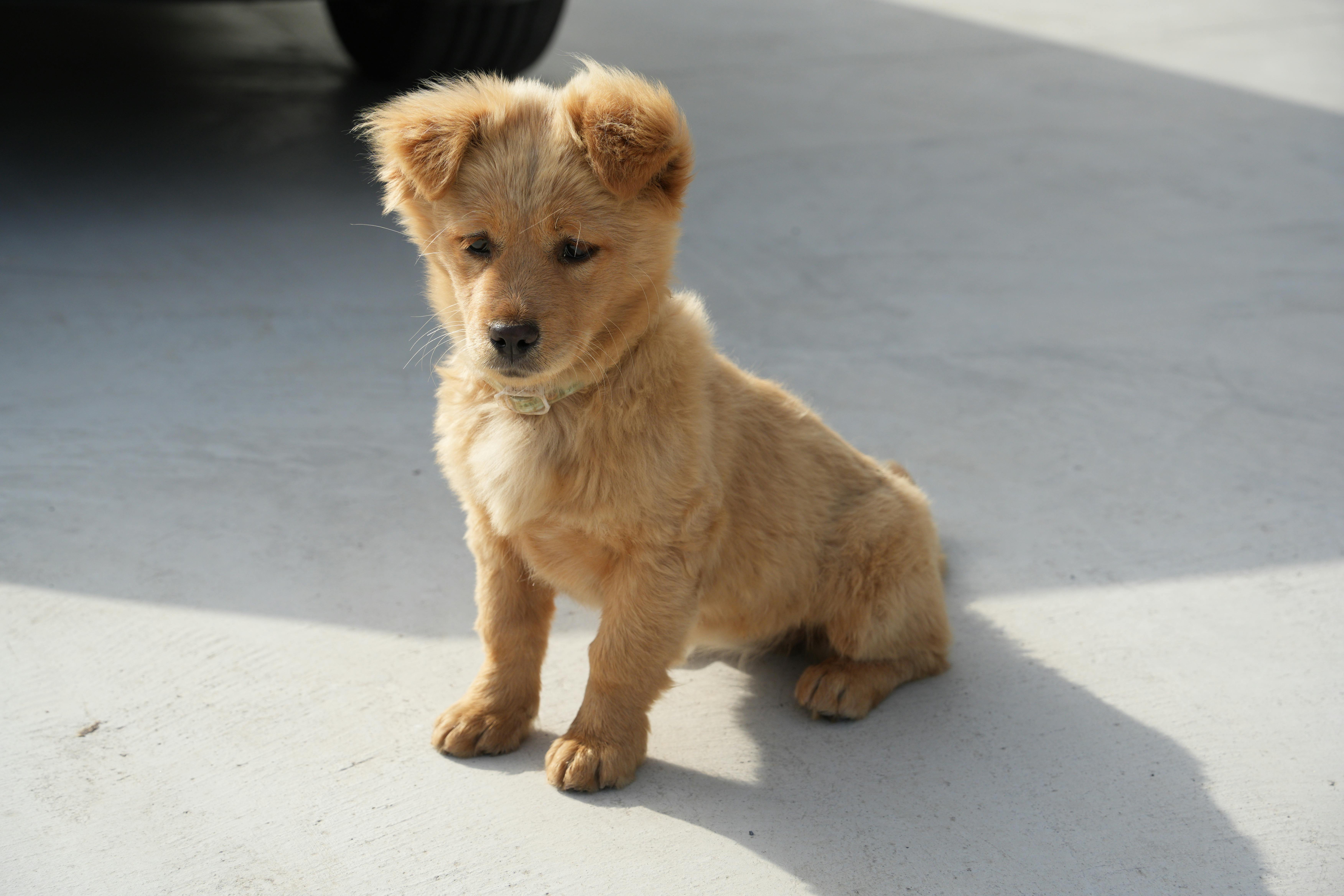Cute fluffy puppy sitting on a sunny day outdoors, showcasing its playful innocence.