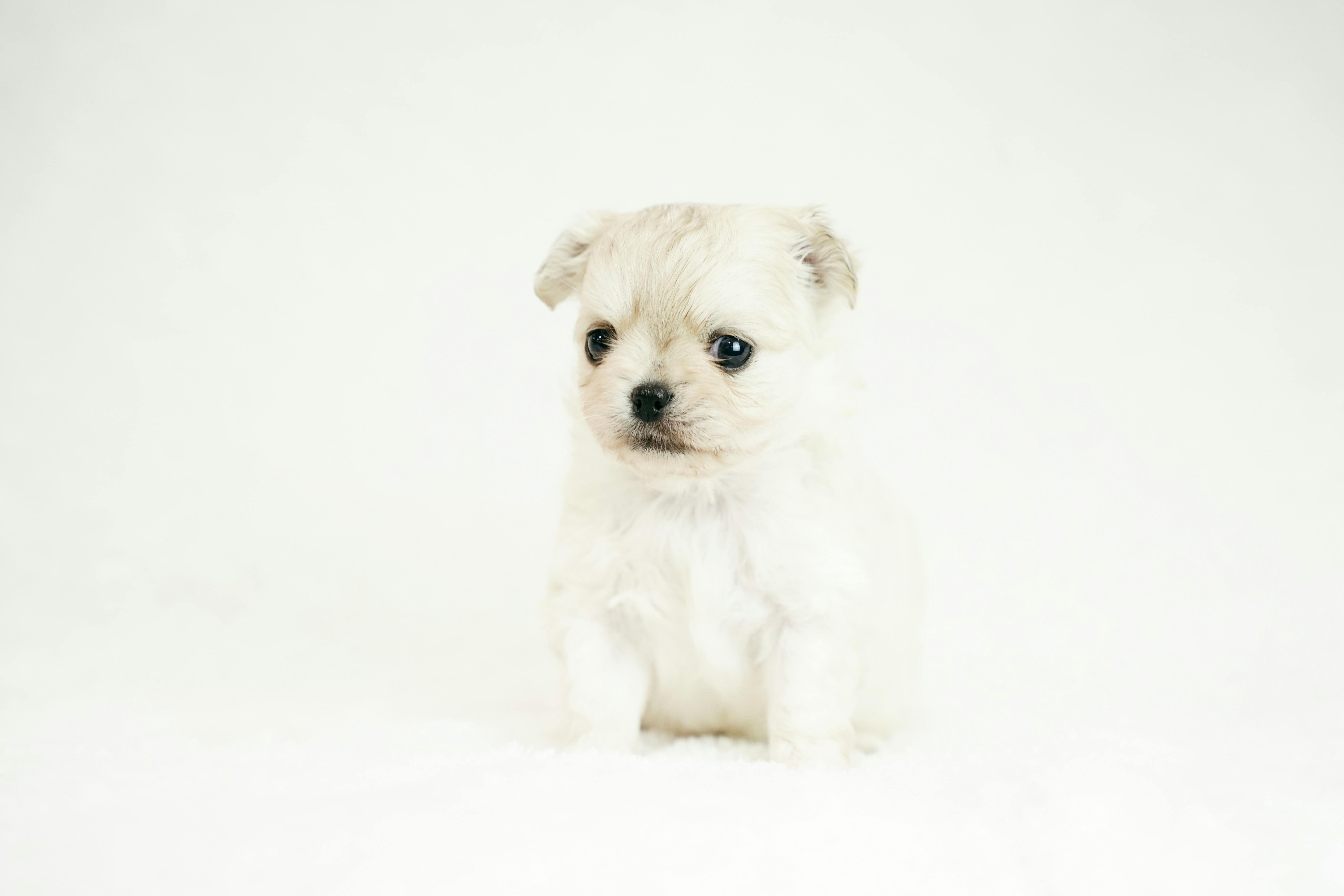 A cute fluffy puppy stands against a soft white snowy background, perfect for winter themes.
