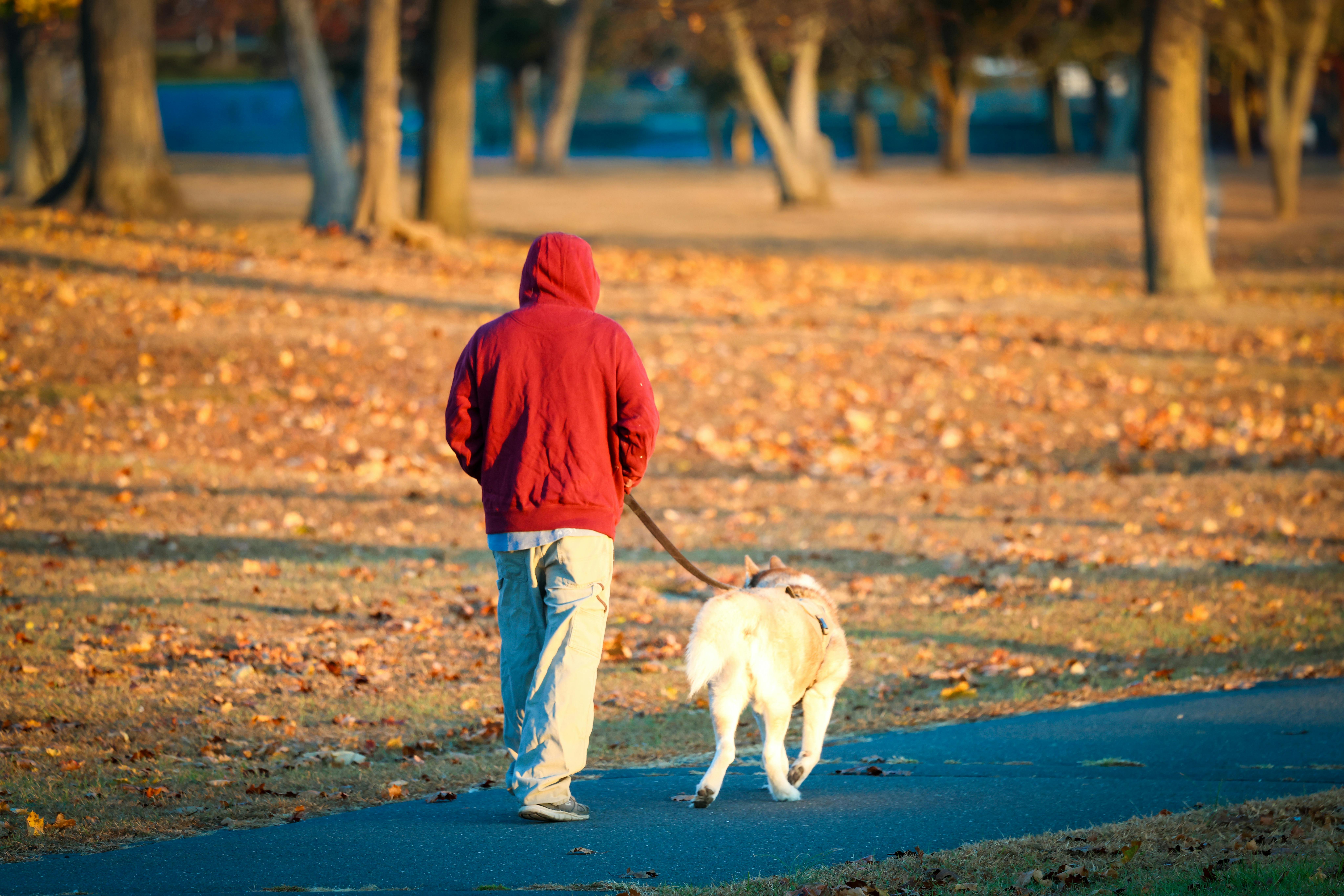 A person walks their dog on an autumn morning in Stamford park, Connecticut.