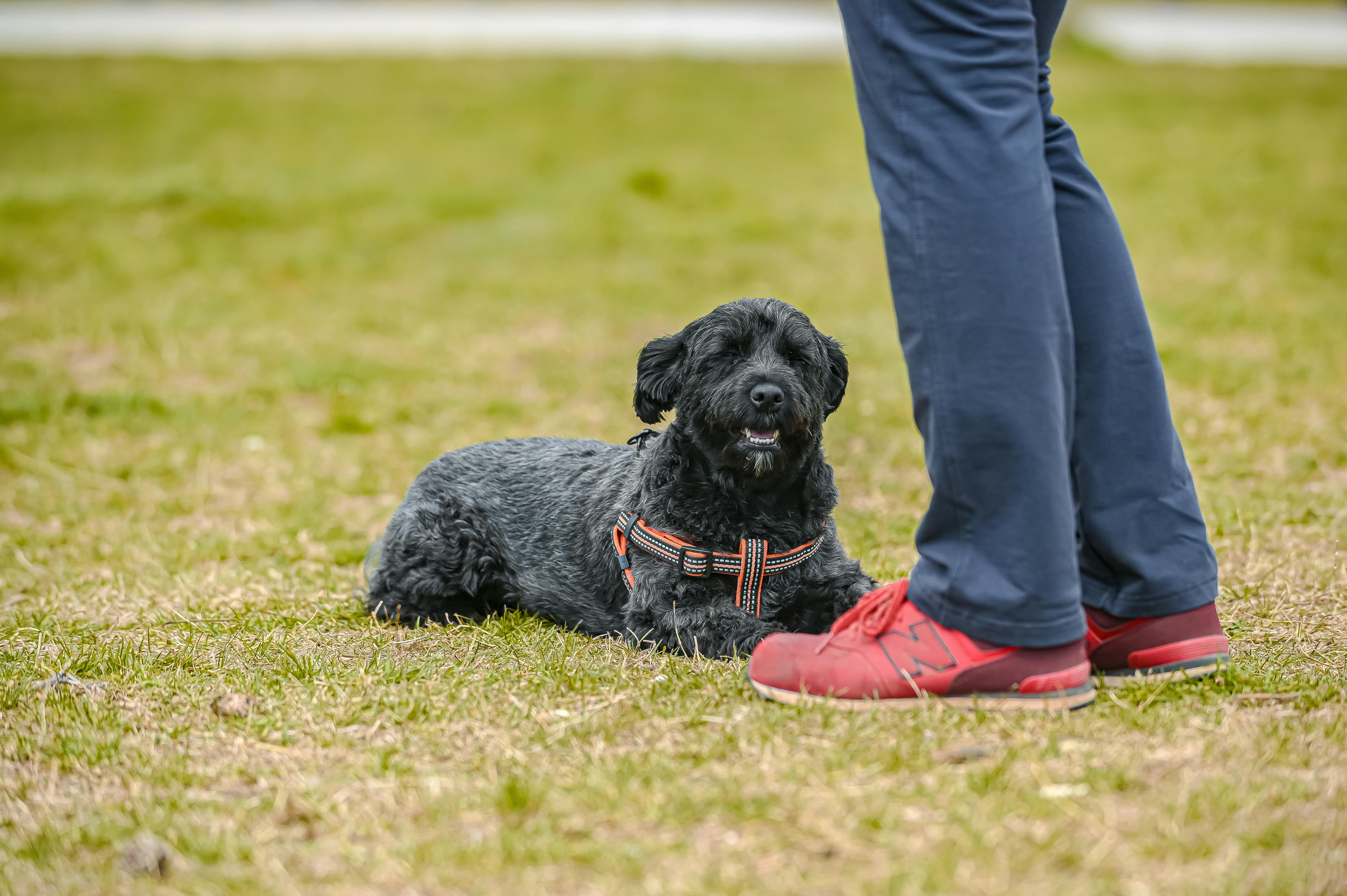 Adorable black dog resting on grass beside a person wearing red shoes, outdoors.