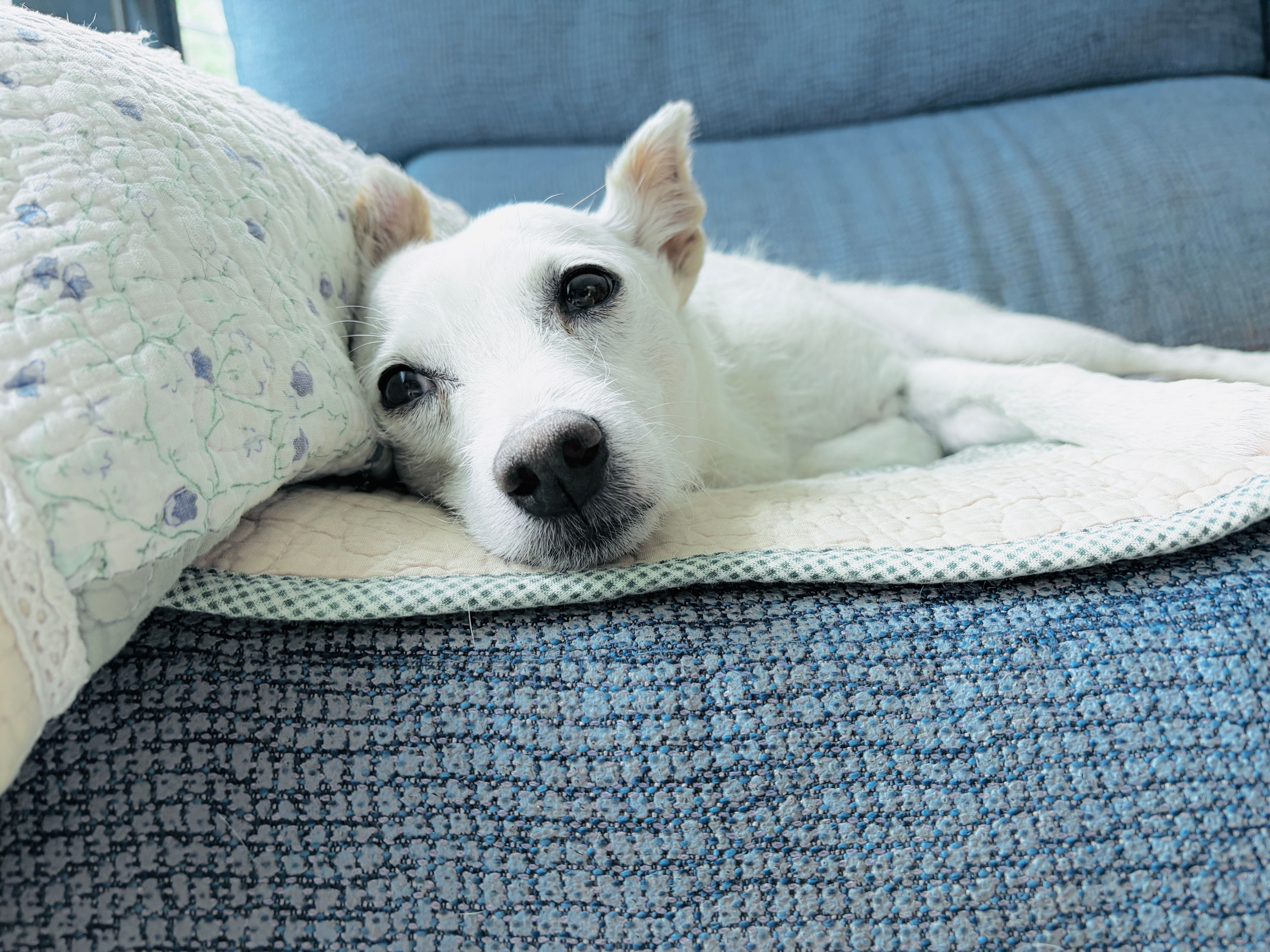 A Jack Russell Terrier comfortably resting on a cozy blue sofa indoors, exuding a sense of calm and relaxation.
