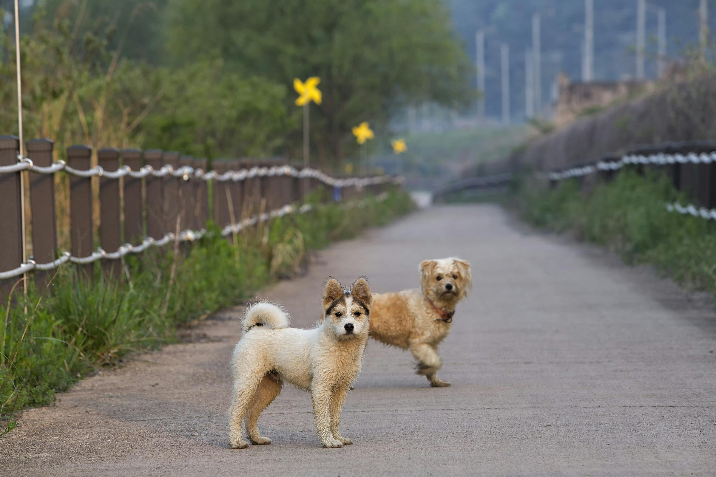 Two dogs enjoying a walk along a scenic pathway in a lush green park.
