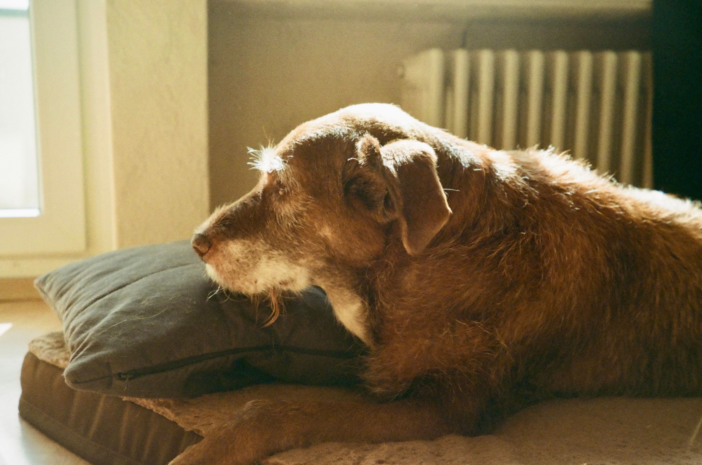 A calm brown dog rests on a cushion, sunlit room providing warmth and tranquility.
