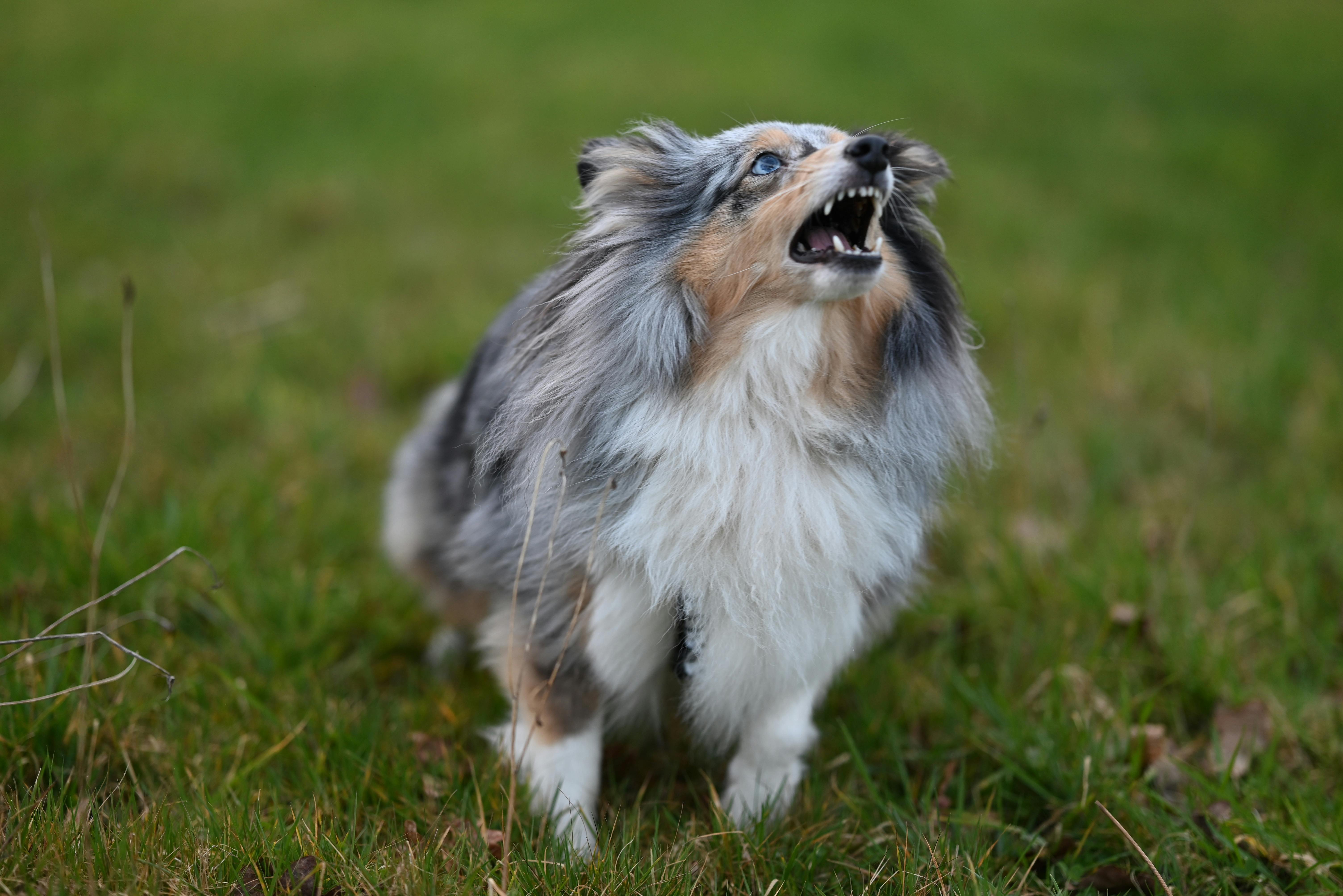 A vocal Shetland Sheepdog expressing itself energetically on a grassy field.