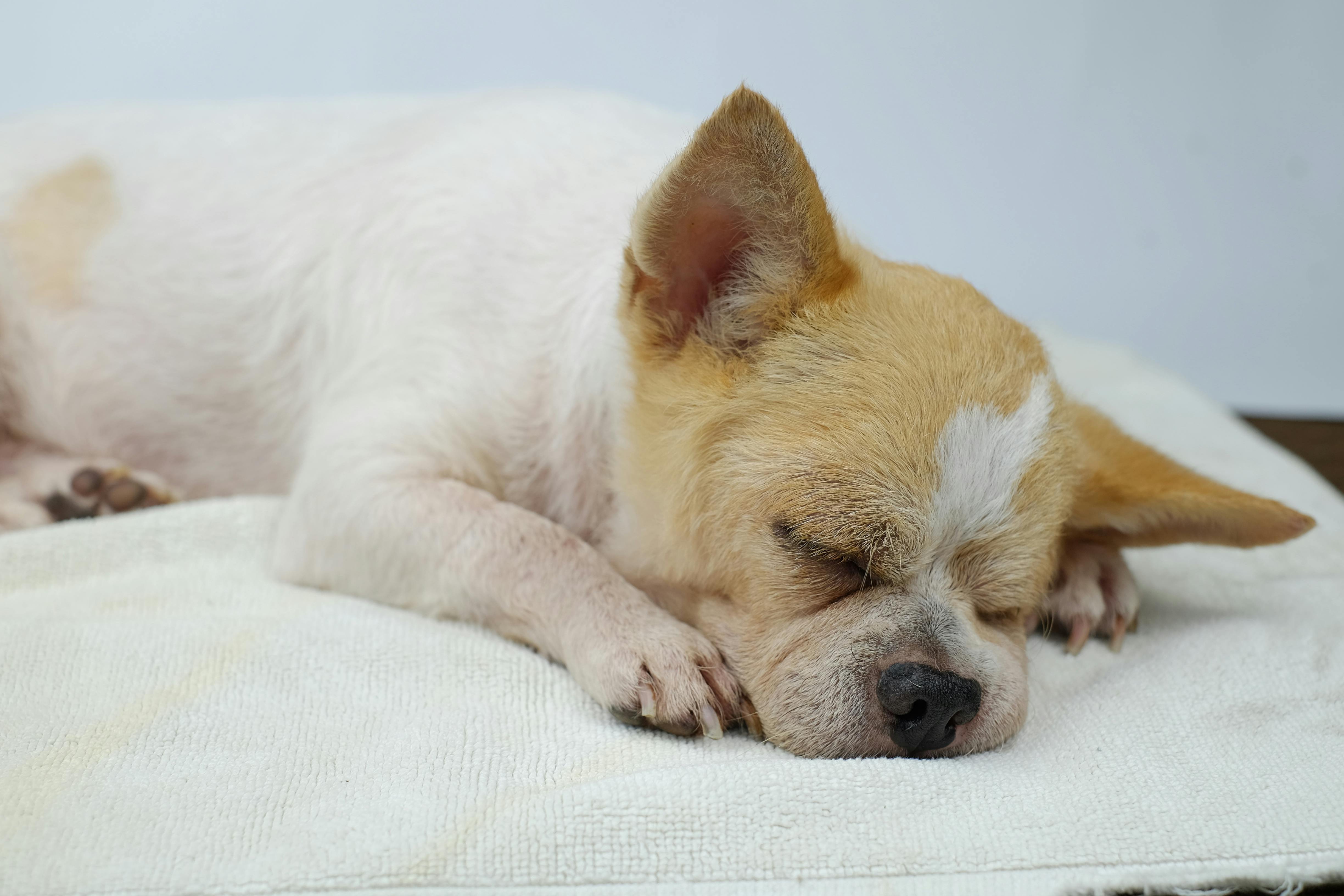 Adorable Chihuahua sleeping peacefully on a cozy white blanket indoors.
