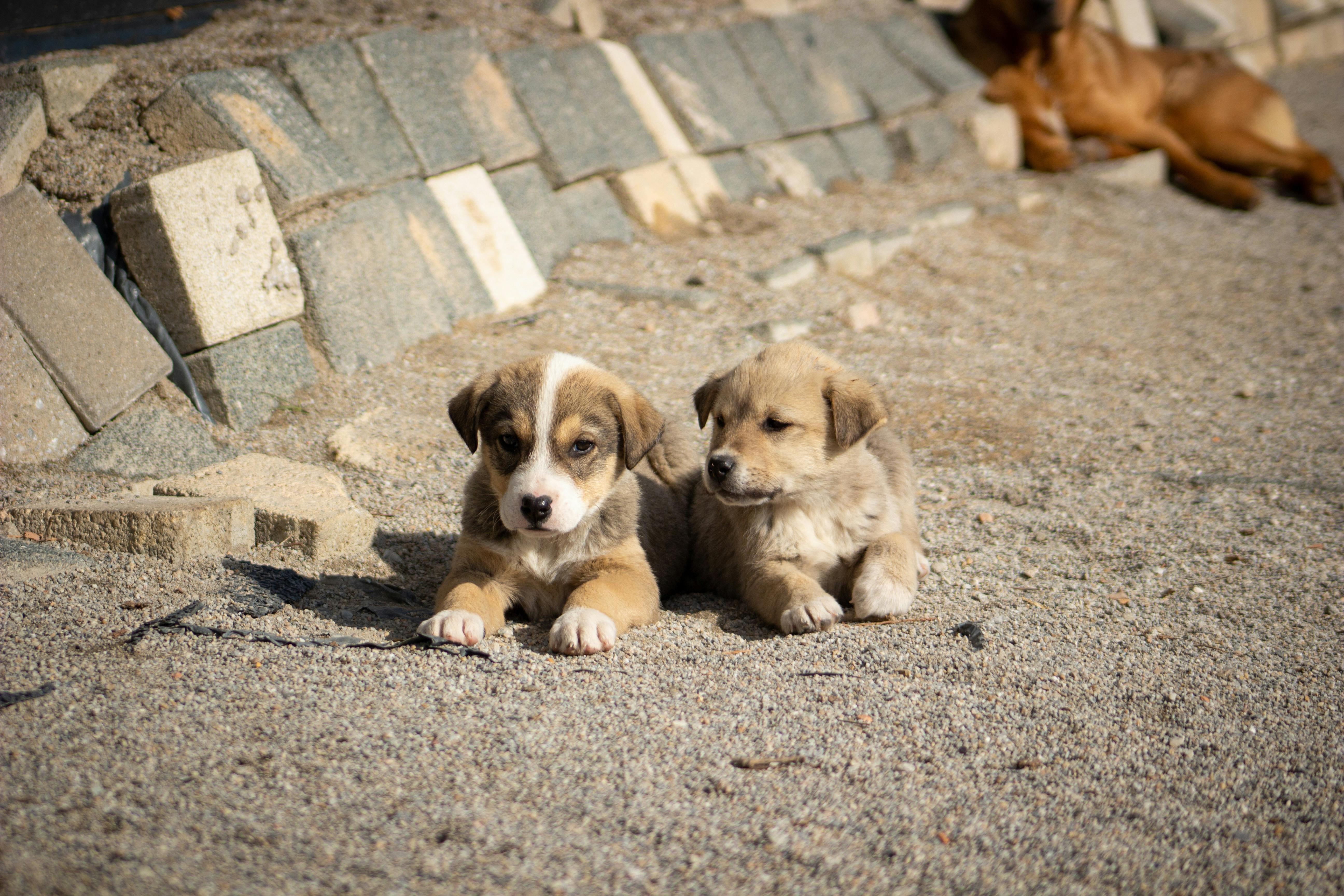 Two cute puppies lying on the sandy beach, capturing a peaceful moment.