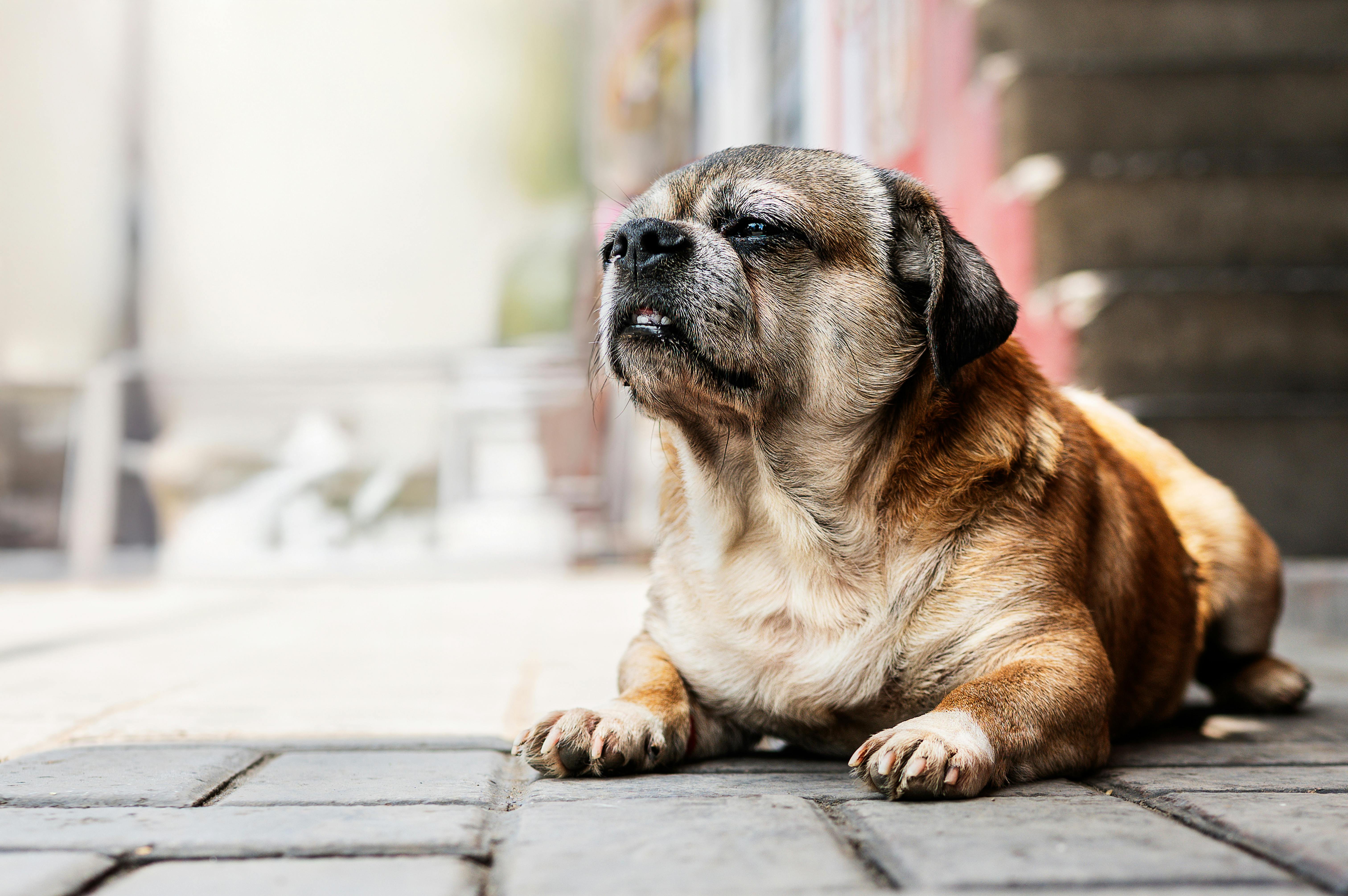 A cute brown dog lies on a paved sidewalk in Perú, showcasing a relaxed and content expression.