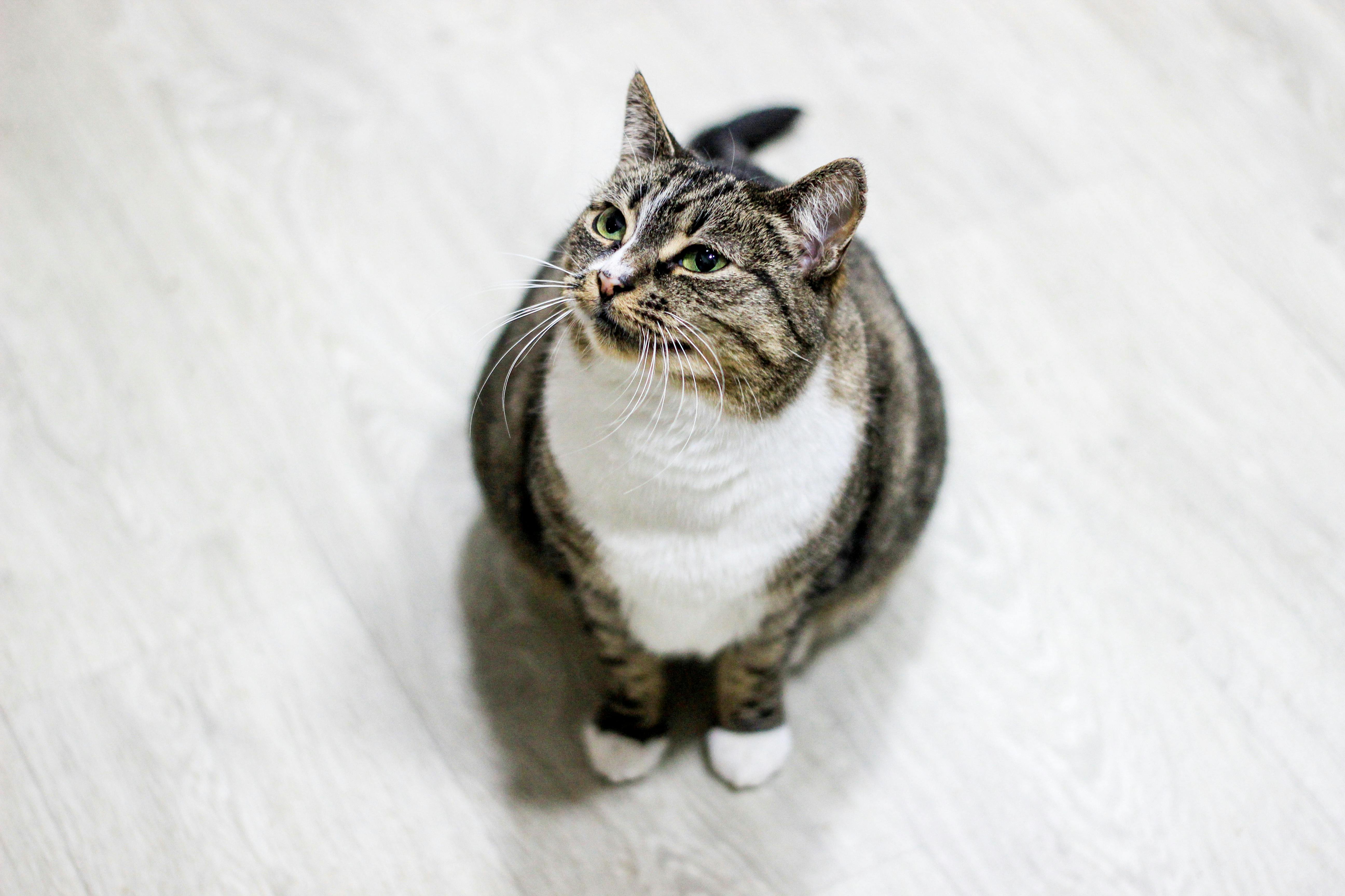 Cute tabby cat looking upwards while sitting indoors on a light surface.