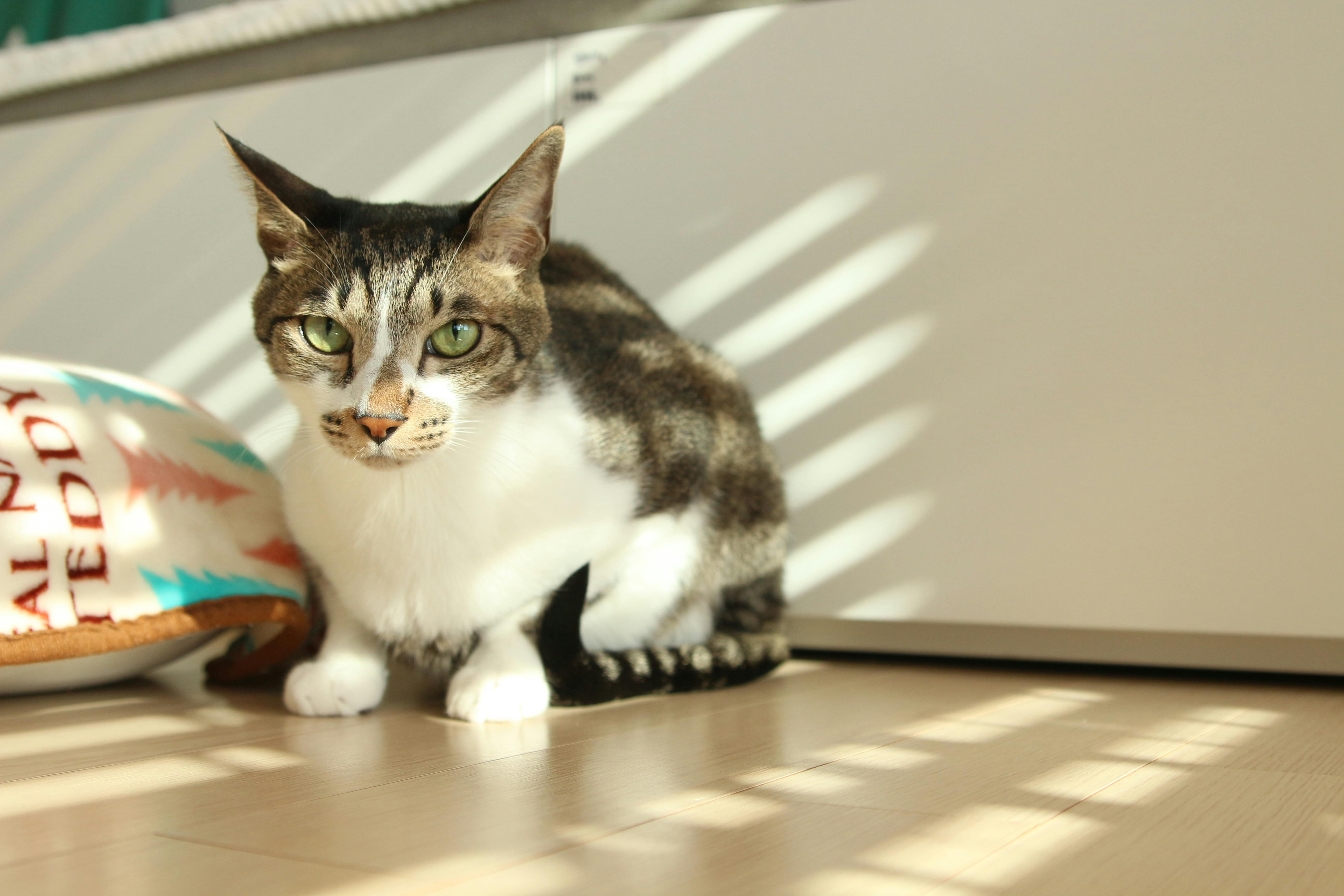 A tabby cat enjoying the warmth of sunlight indoors, with playful shadows around.
