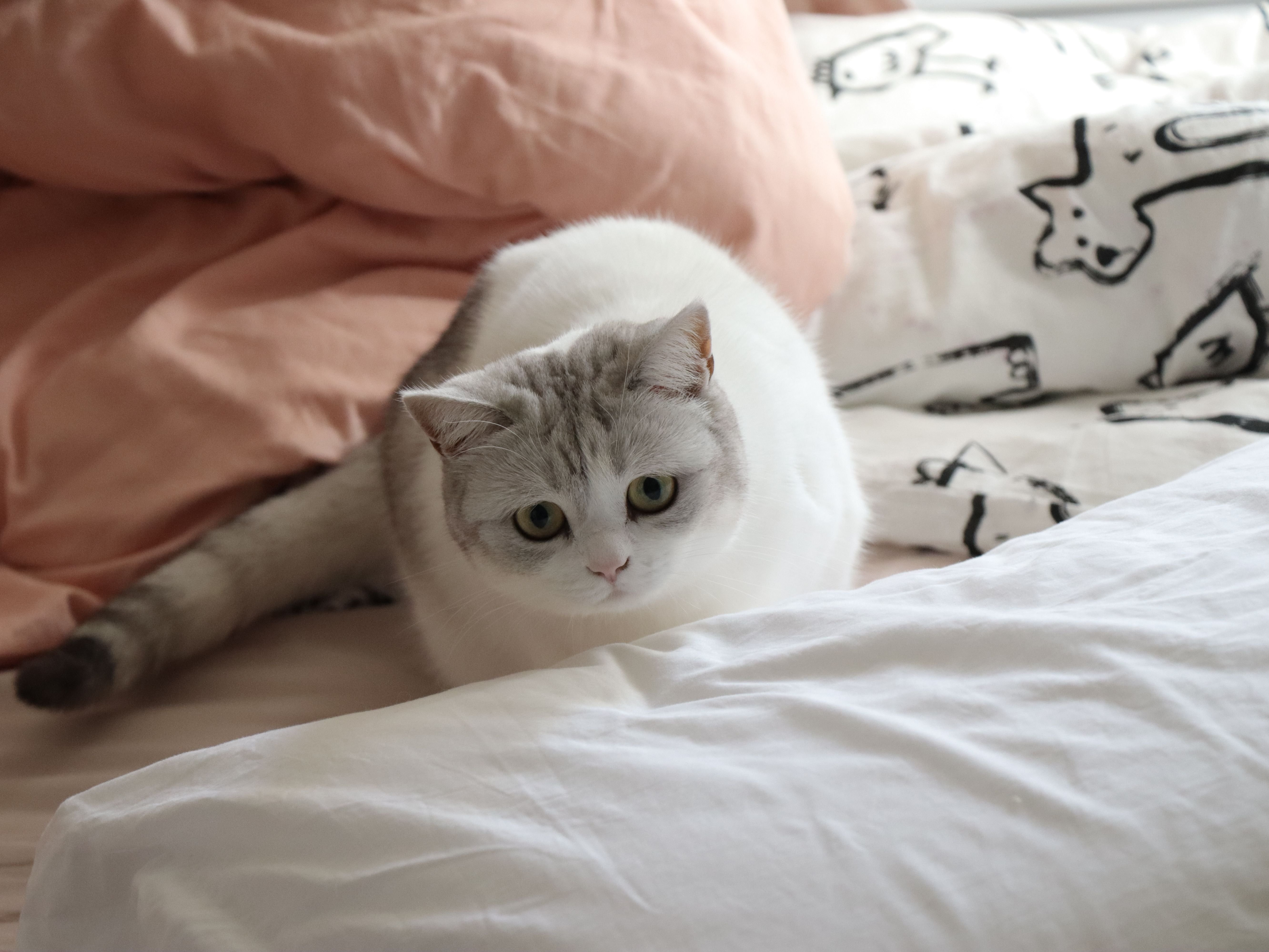A cute cat comfortably lying on a bed with patterned linens and pillows.
