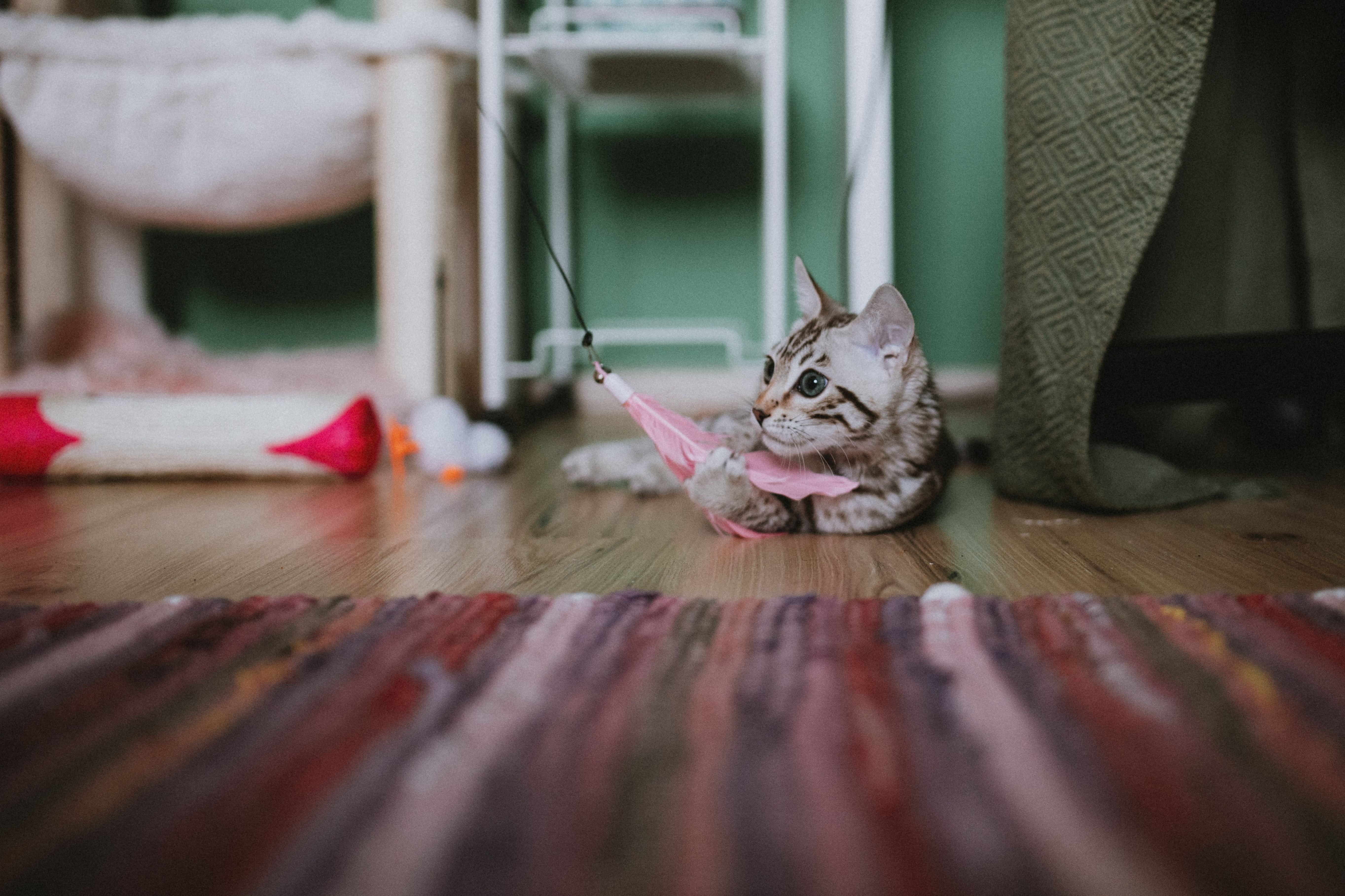 A cute Bengal kitten playing with a pink feather toy on a colorful rug indoors.