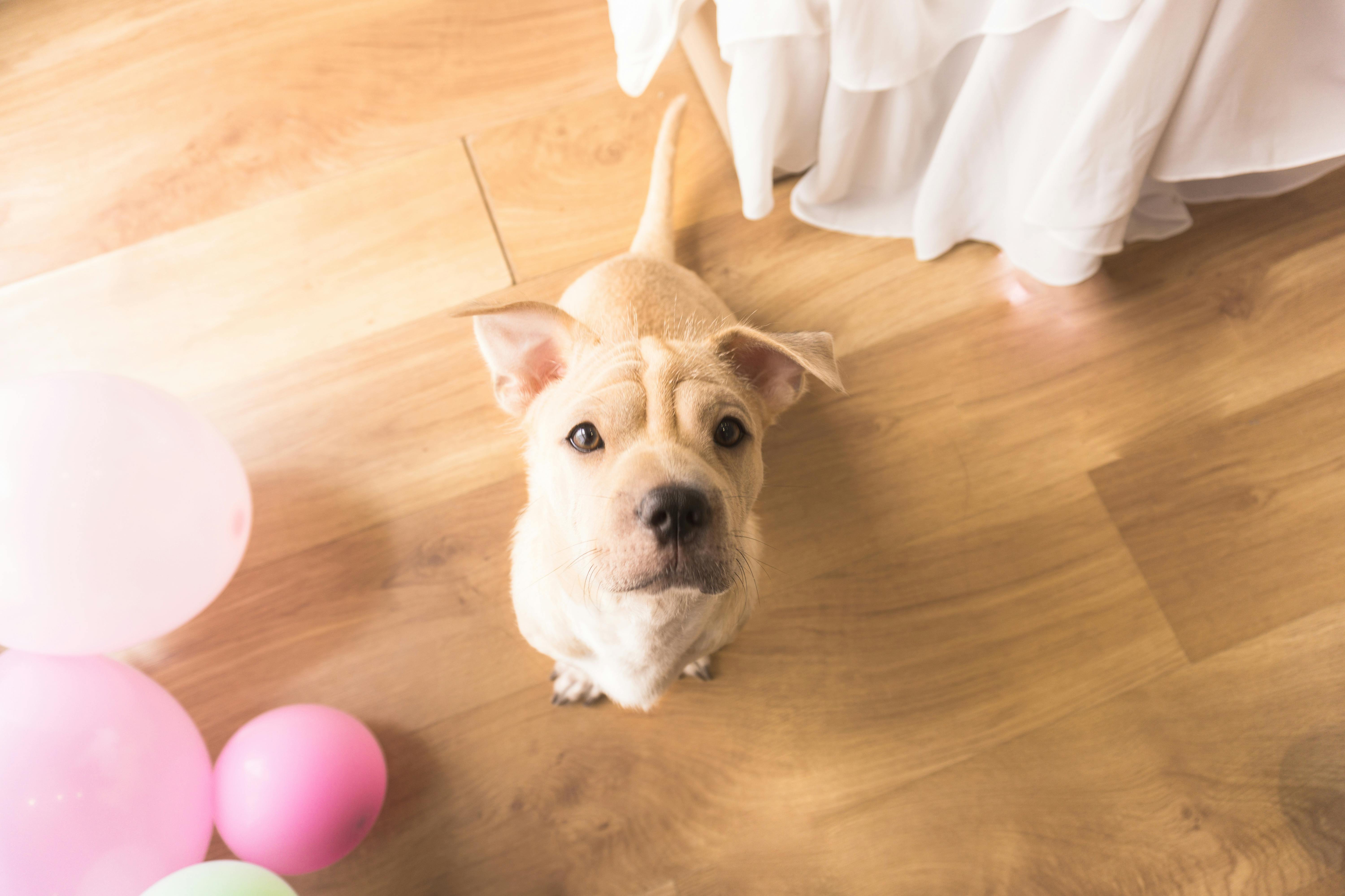 Adorable dog gazing up beside colorful balloons on wooden floor indoors. Perfect for pet-themed designs.