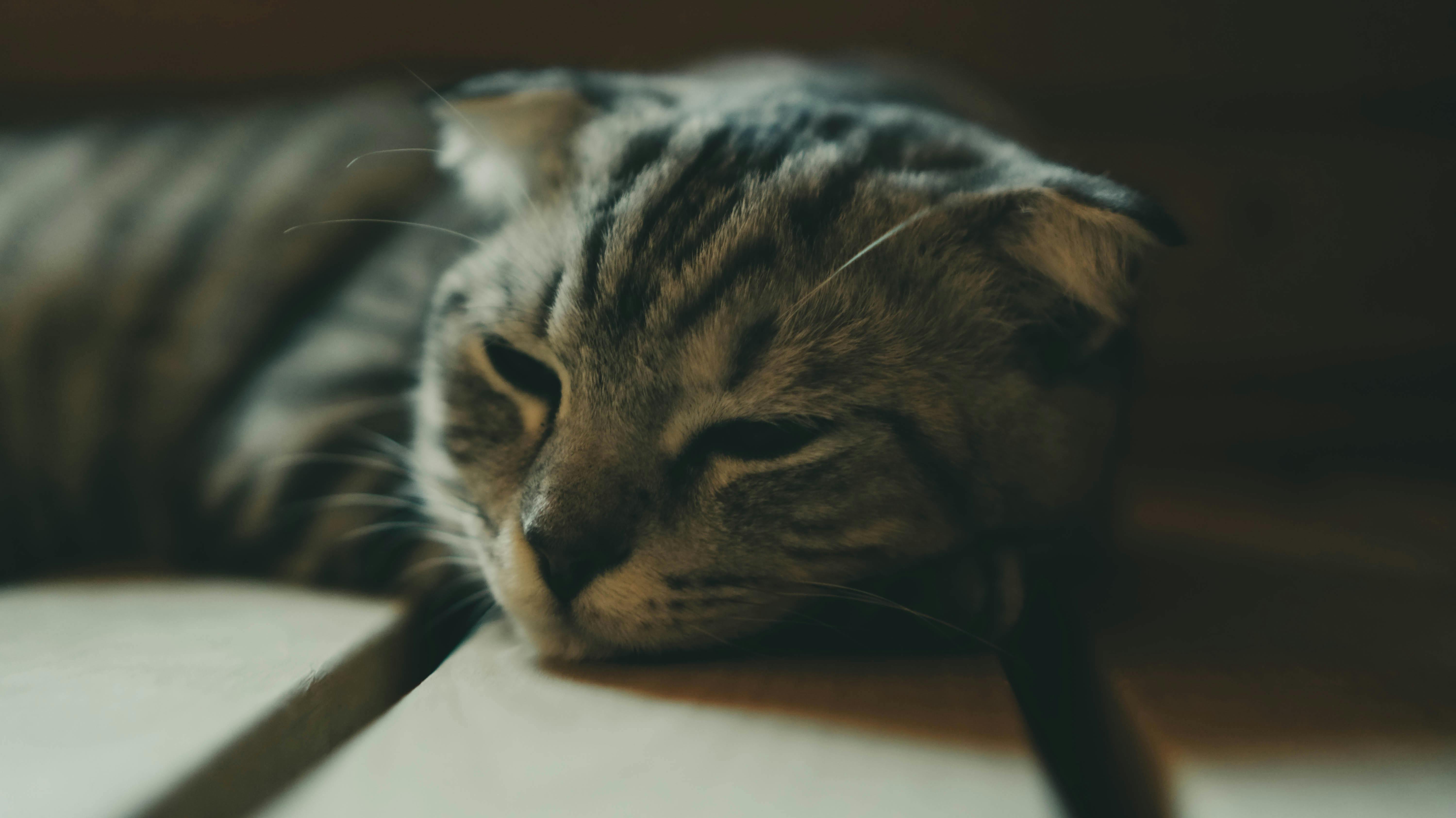 A cozy tabby cat peacefully lounging indoors, exuding warmth and comfort.