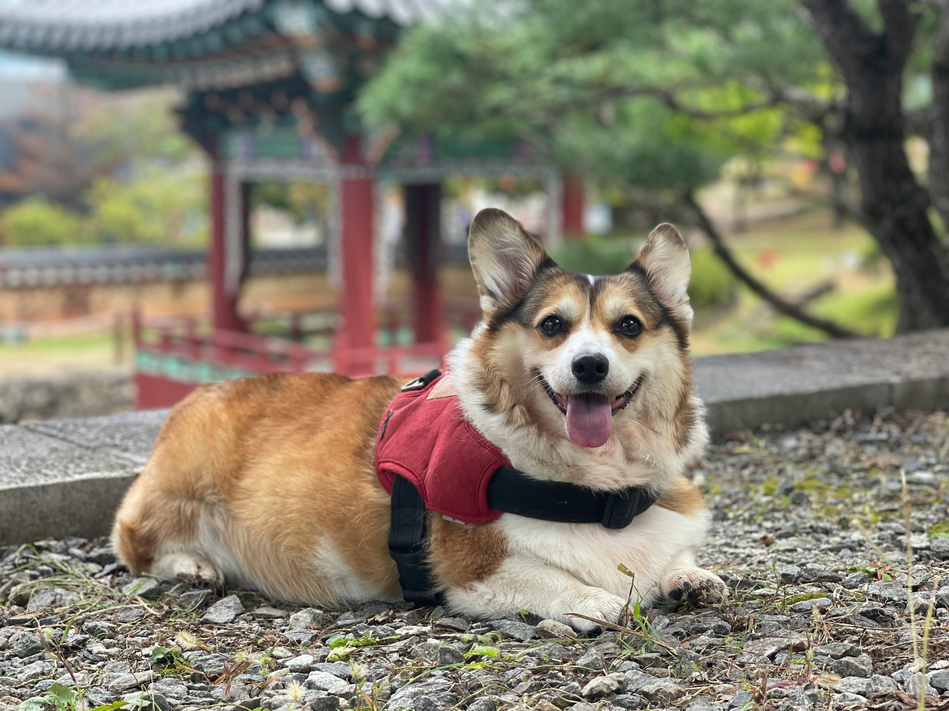 Corgi dog lying on gravel in a park wearing a red harness, smiling with tongue out.