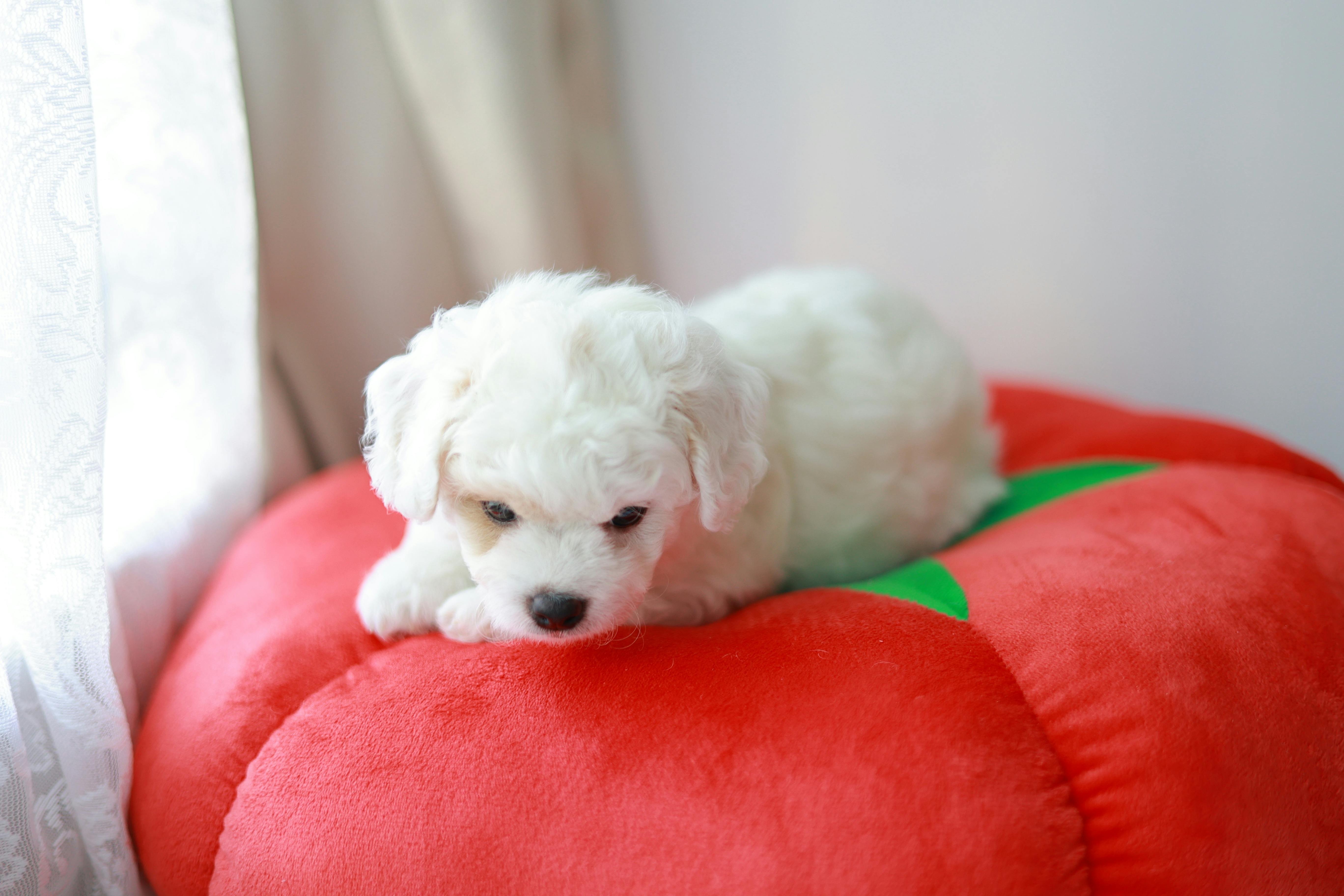 A cute white puppy lying on a red cushion inside a bright room, perfect for pet lovers.