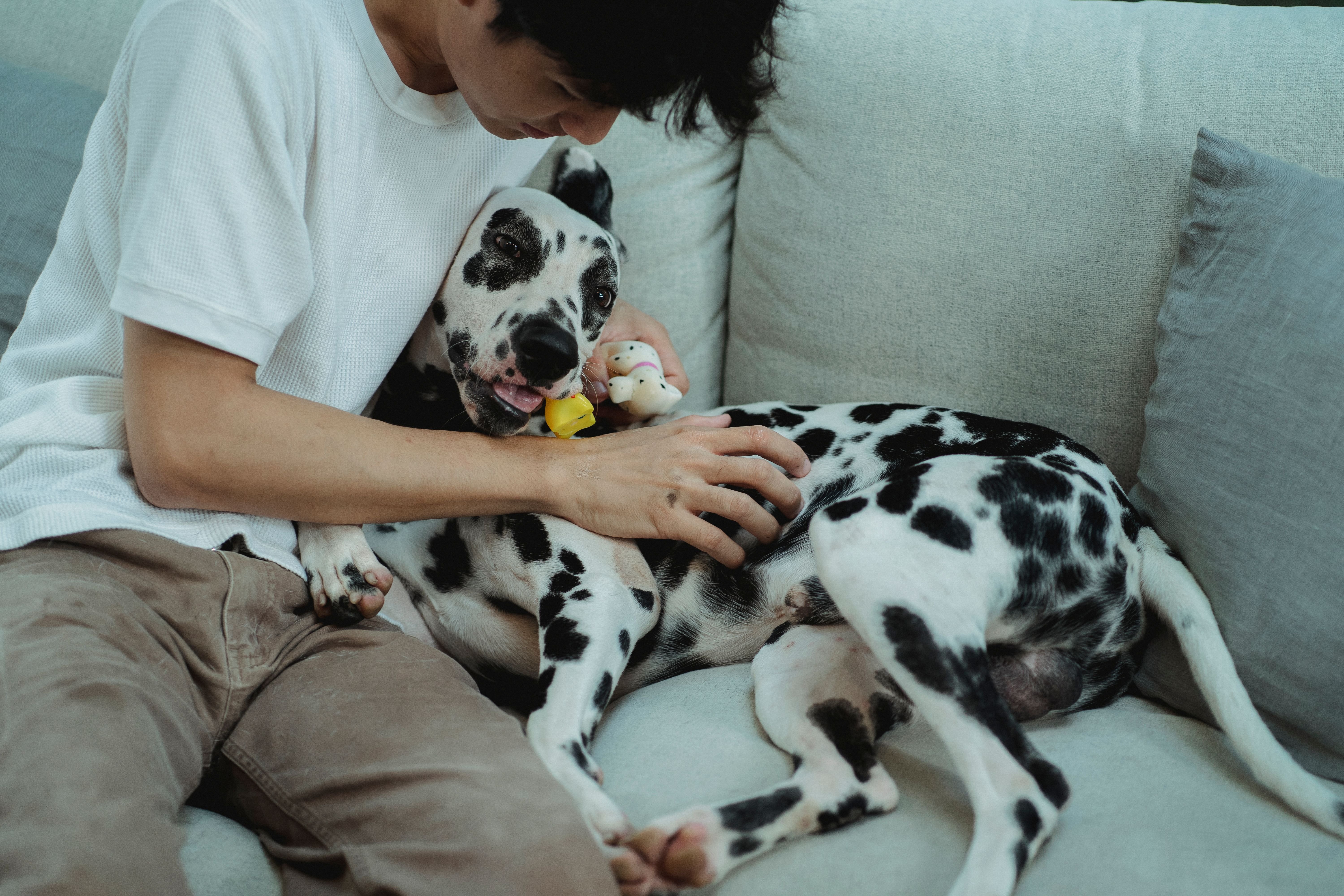 A man lovingly cuddles a Dalmatian dog on a cozy sofa indoors, showcasing a tender moment.