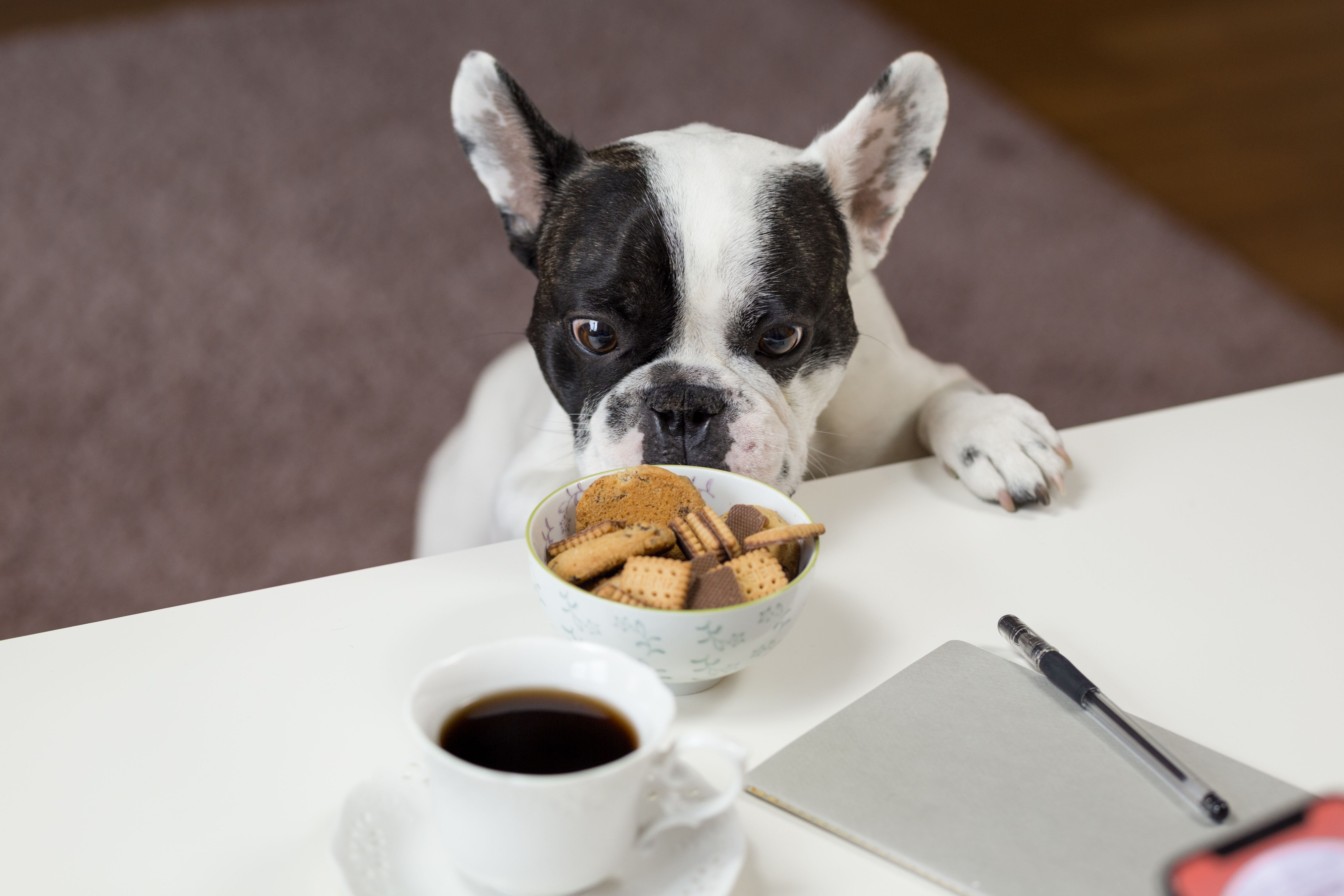 Adorable bulldog looking at cookies with coffee on a desk indoors. Perfect for pet lovers.
