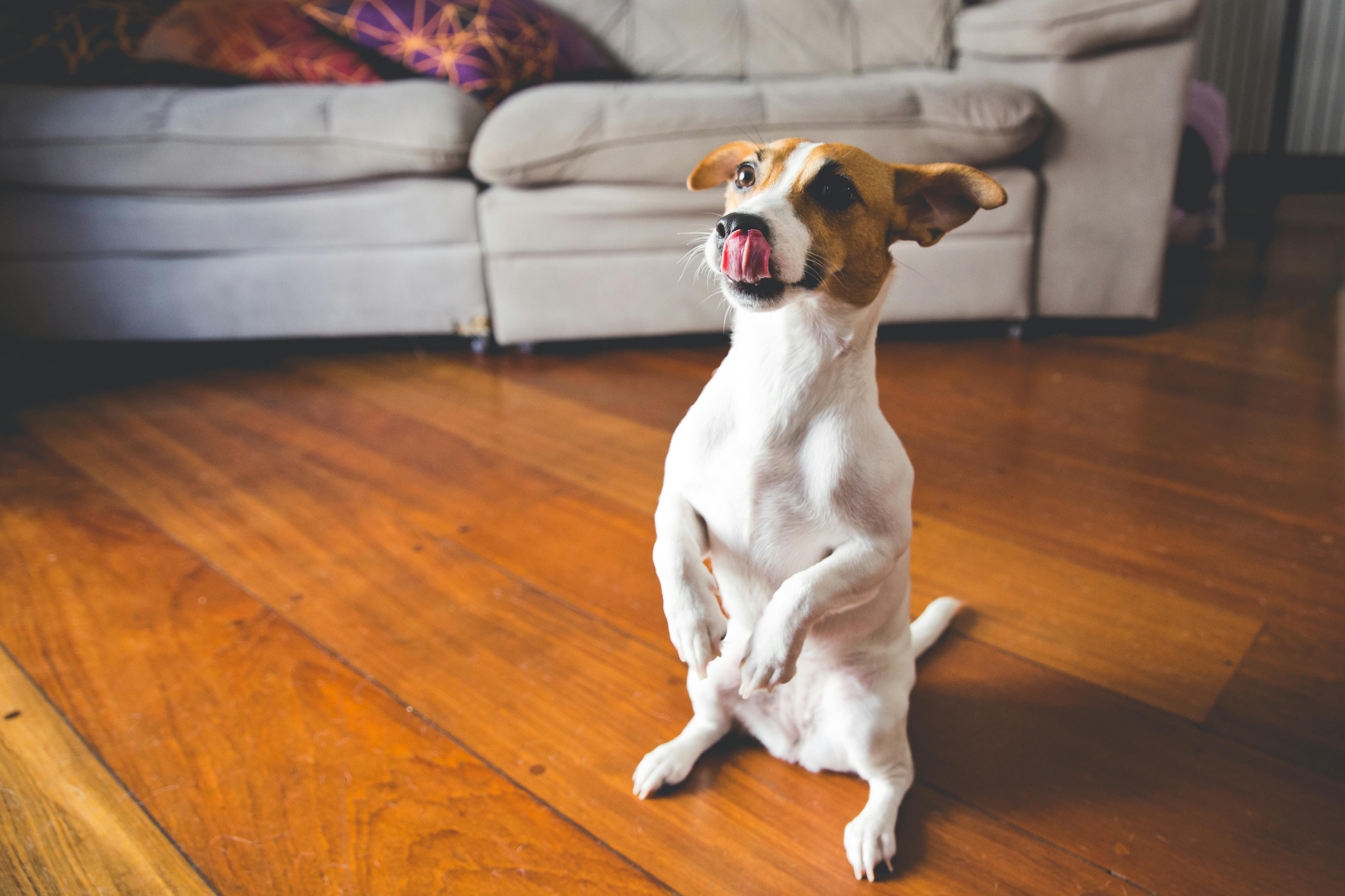 A cute Jack Russell Terrier standing playfully on hardwood floor indoors, tongue out.