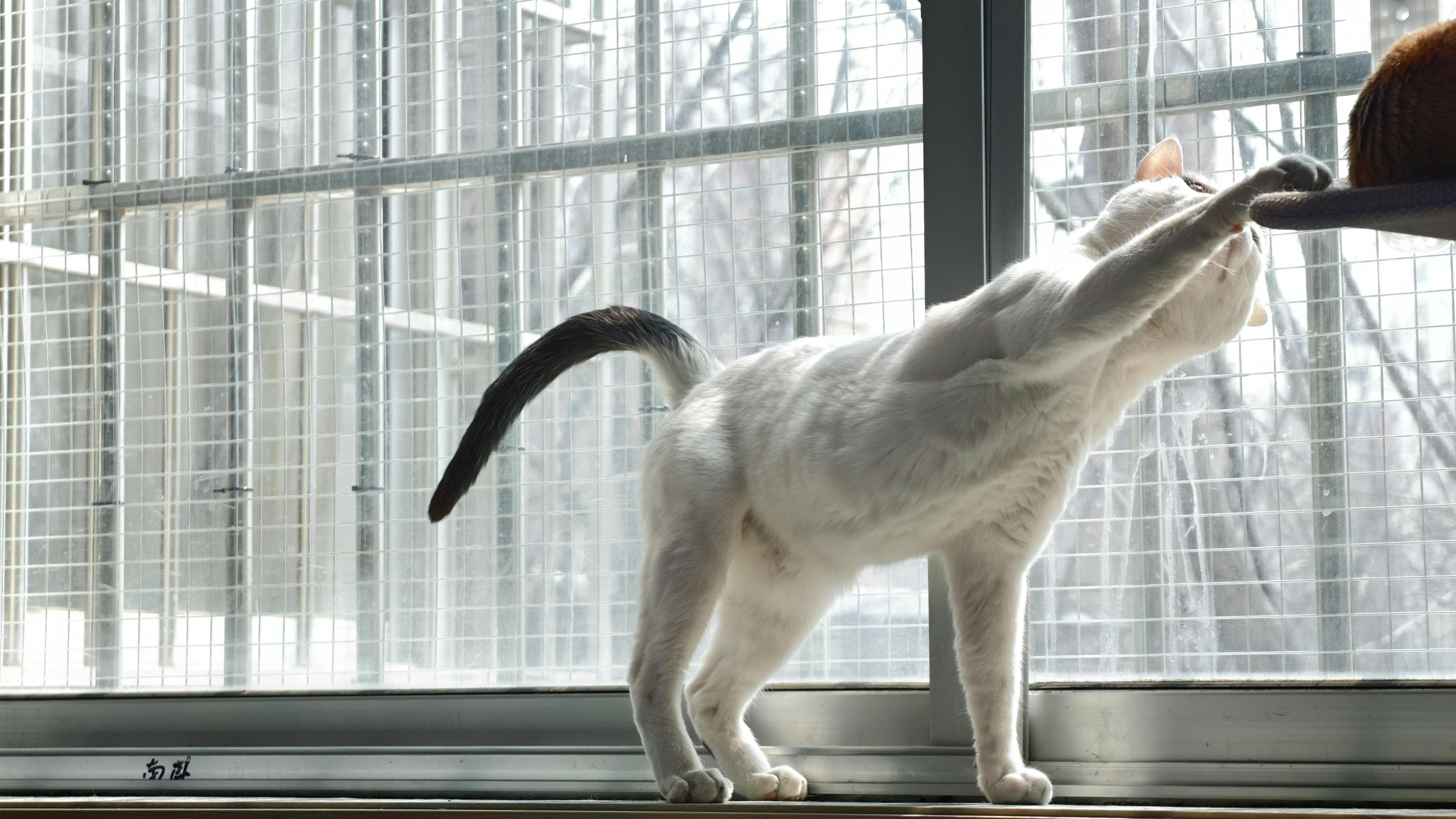 A white cat playfully reaches at a sunny window indoors.