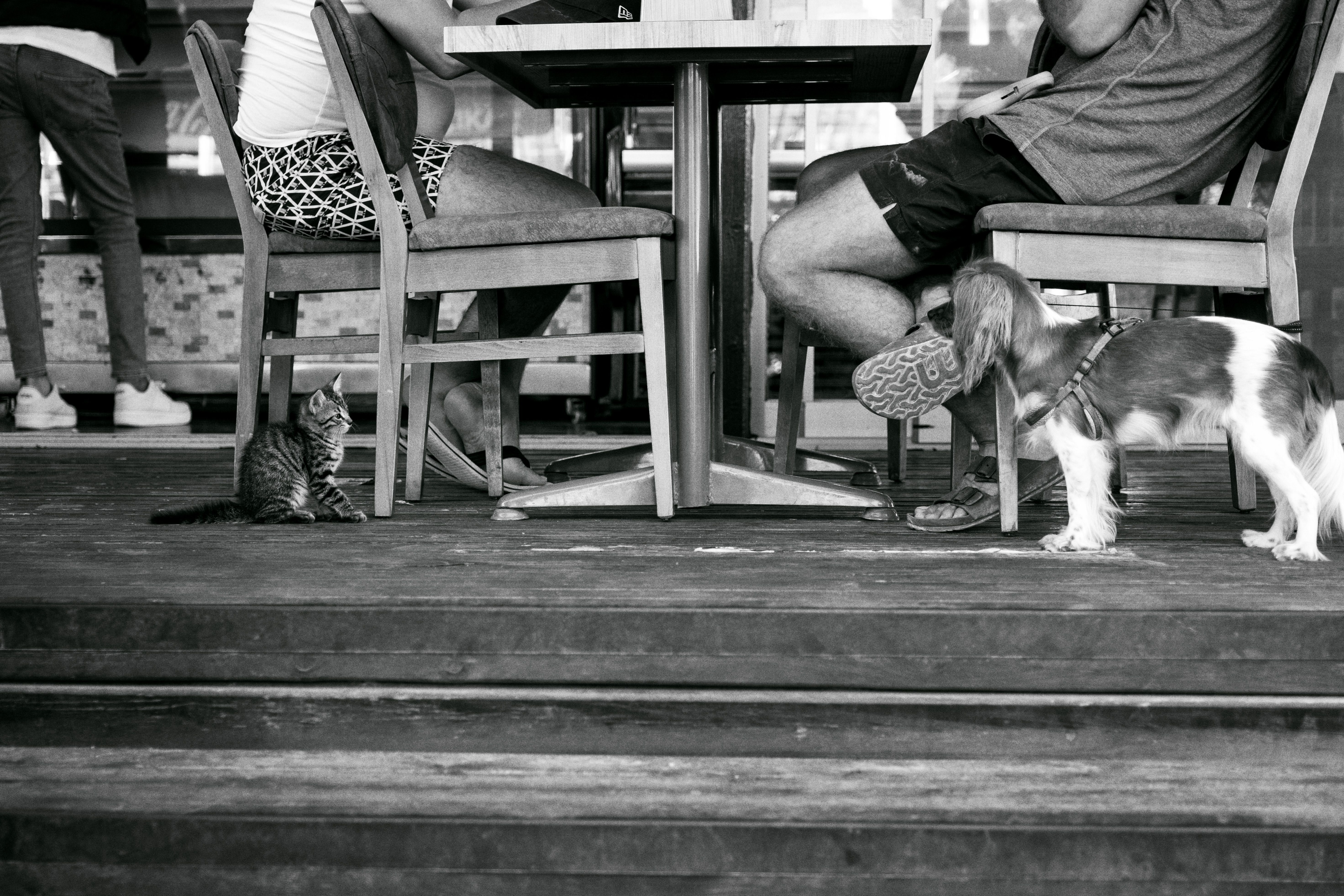 A candid black and white photo capturing a cat and dog interaction in a bar setting.