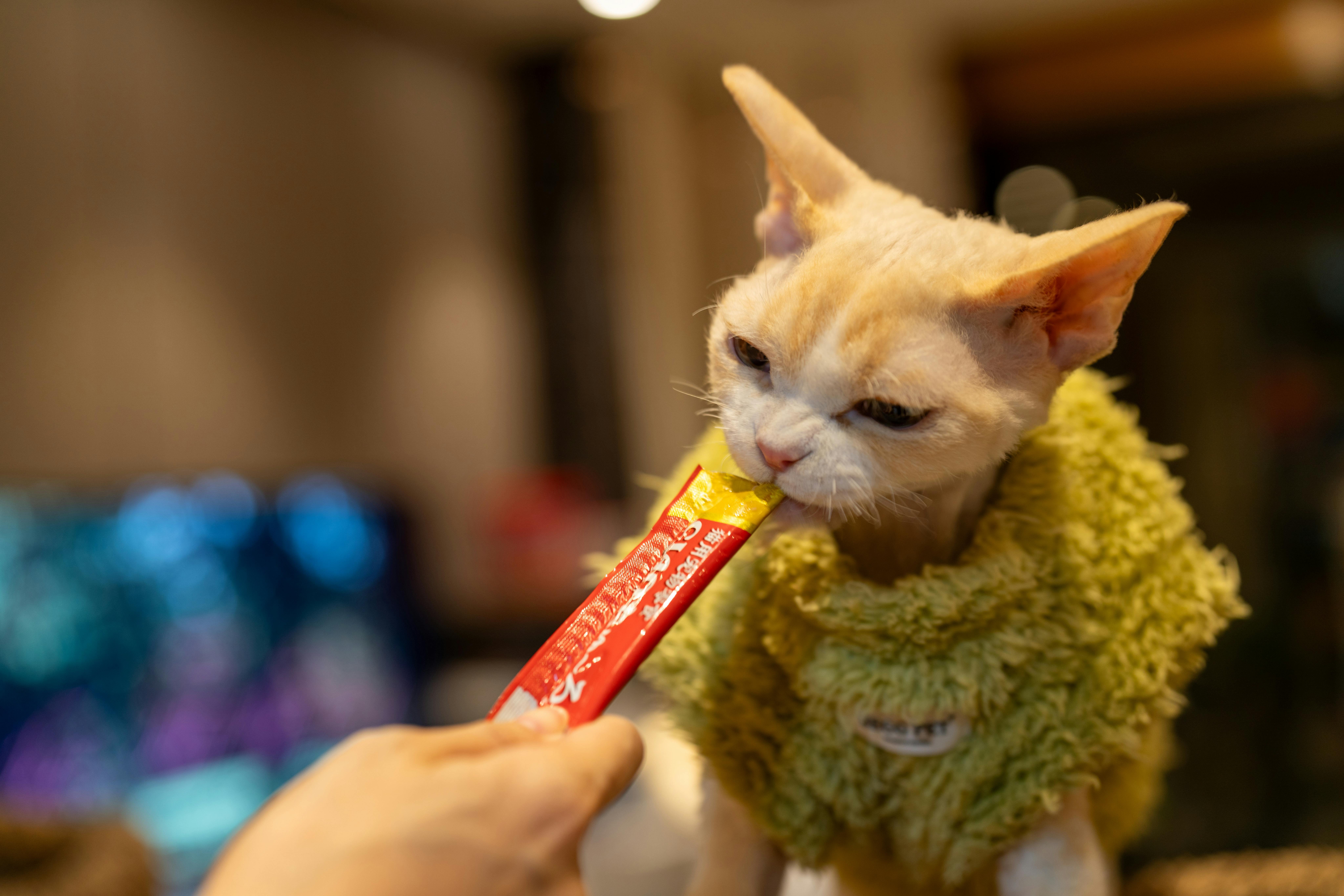 Devon Rex cat wearing sweater enjoys a treat indoors, creating a cozy home atmosphere.