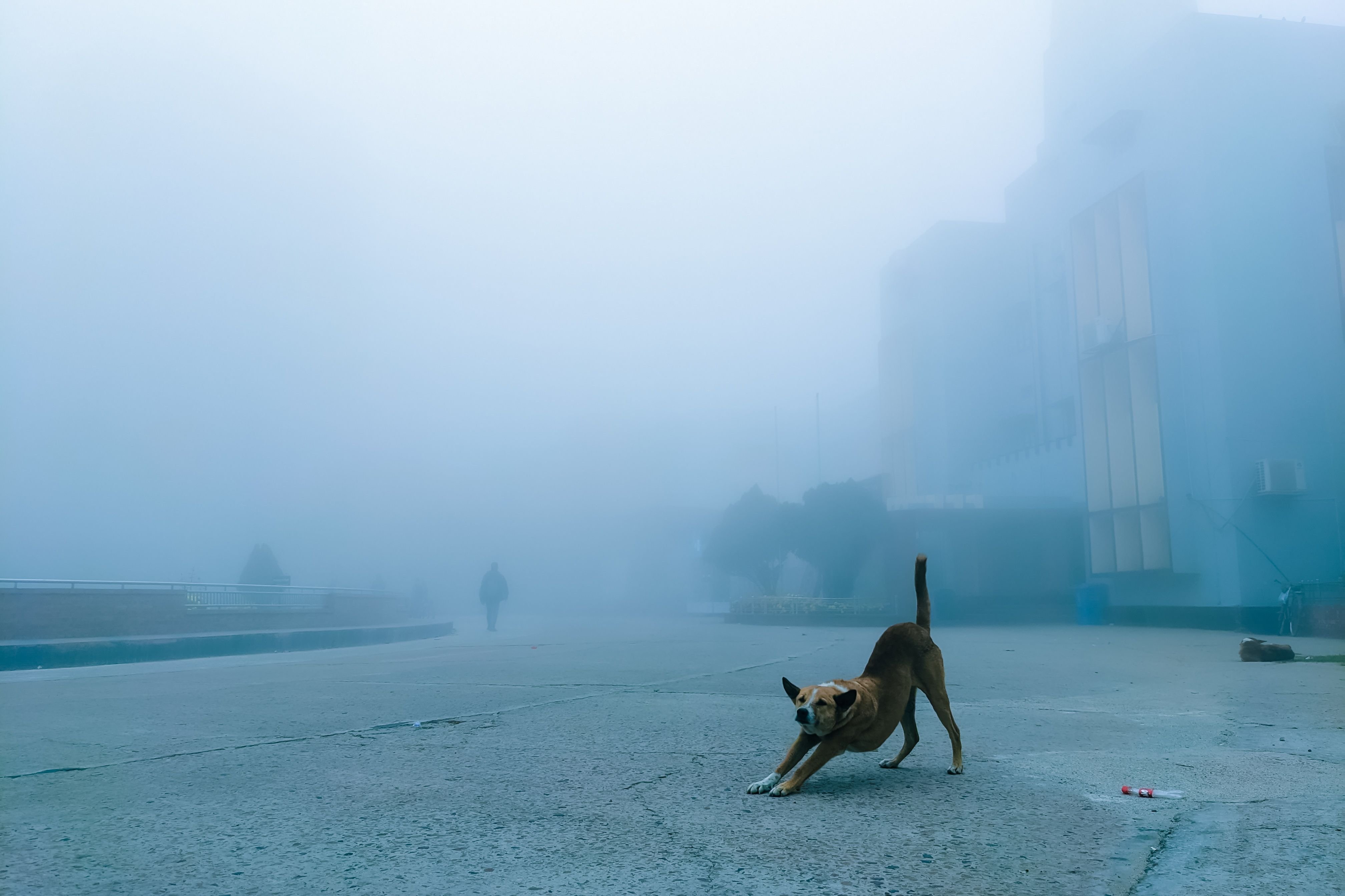 A dog stretches on a foggy city street with a figure in the distance. Atmospheric and serene.