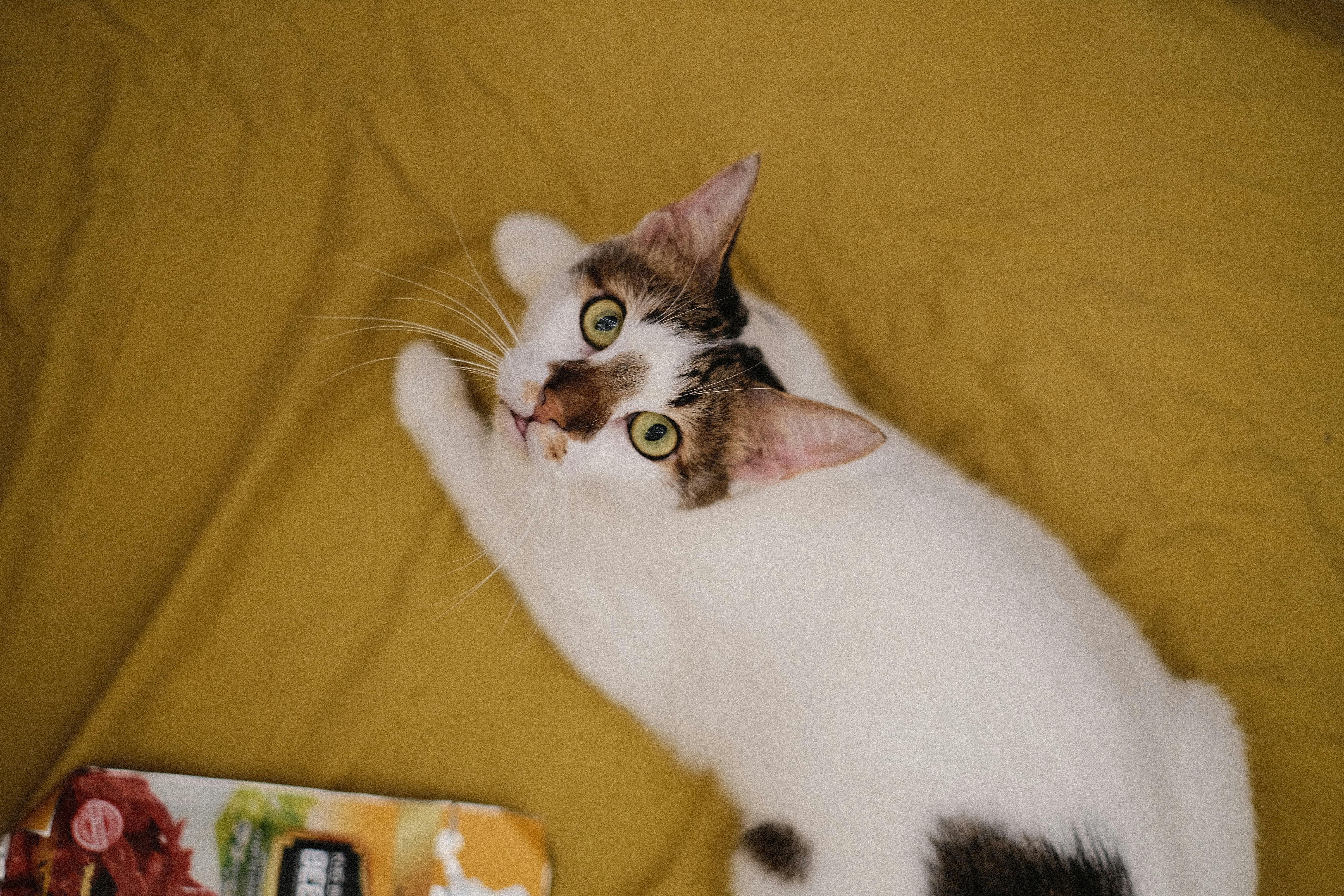 Close-up of a cute tabby cat lying on a yellow blanket, looking at the camera.