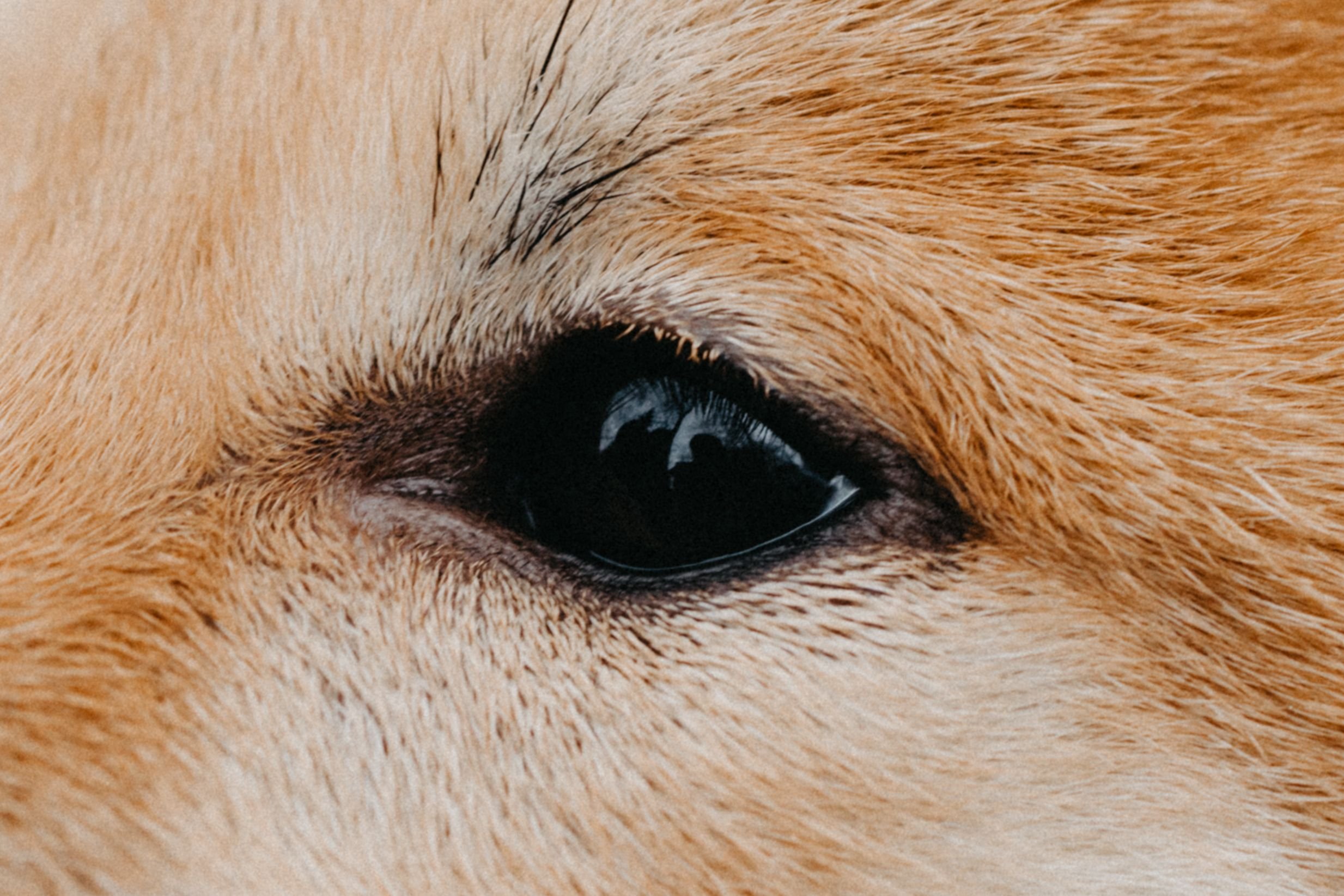 Detailed close-up of a dog's eye capturing the reflection and furry texture.