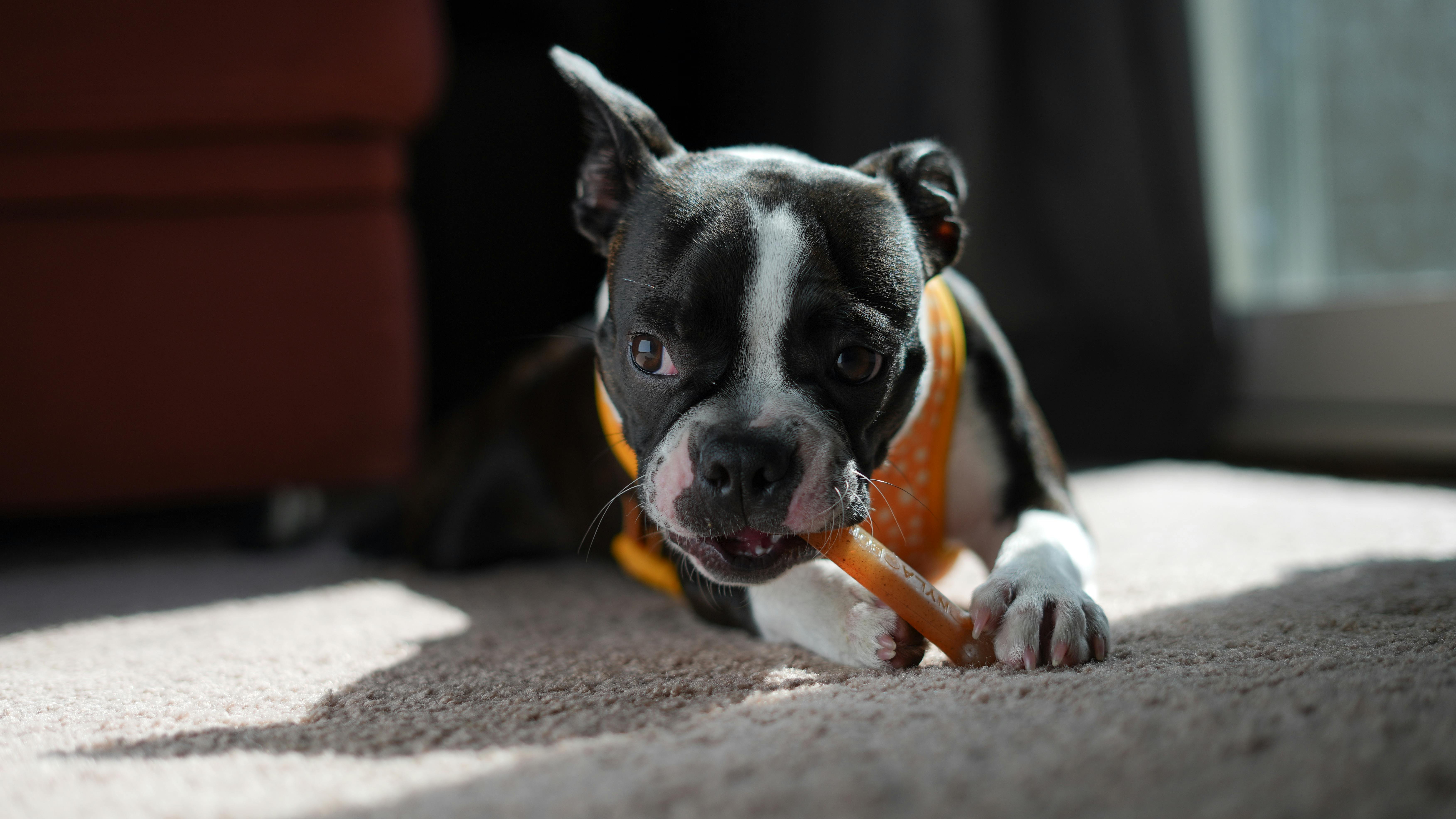 Cute Boston Terrier puppy chewing a toy indoors with a playful expression.
