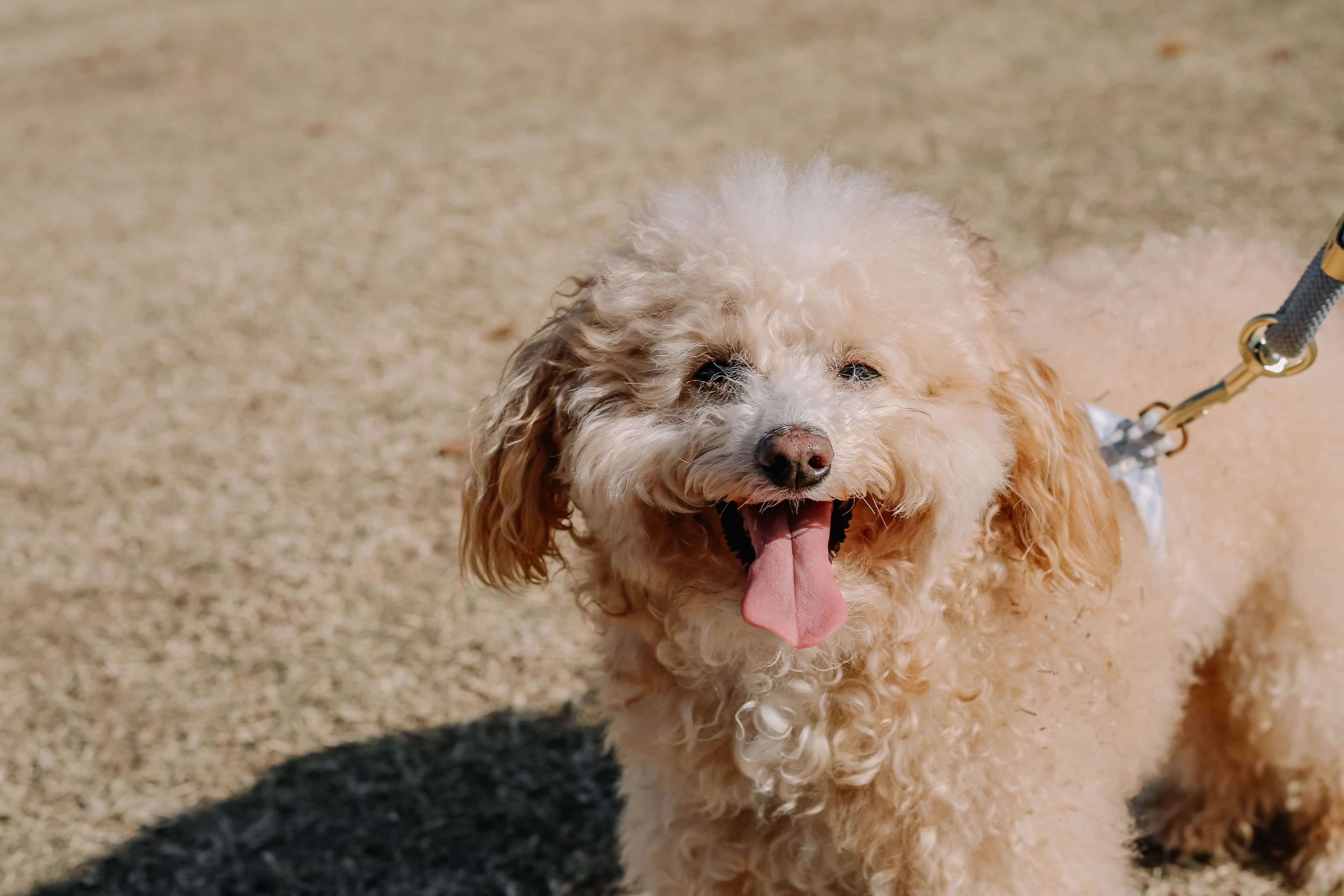 Adorable poodle with curly fur enjoying a sunny day outdoors, showcasing joy and playfulness.