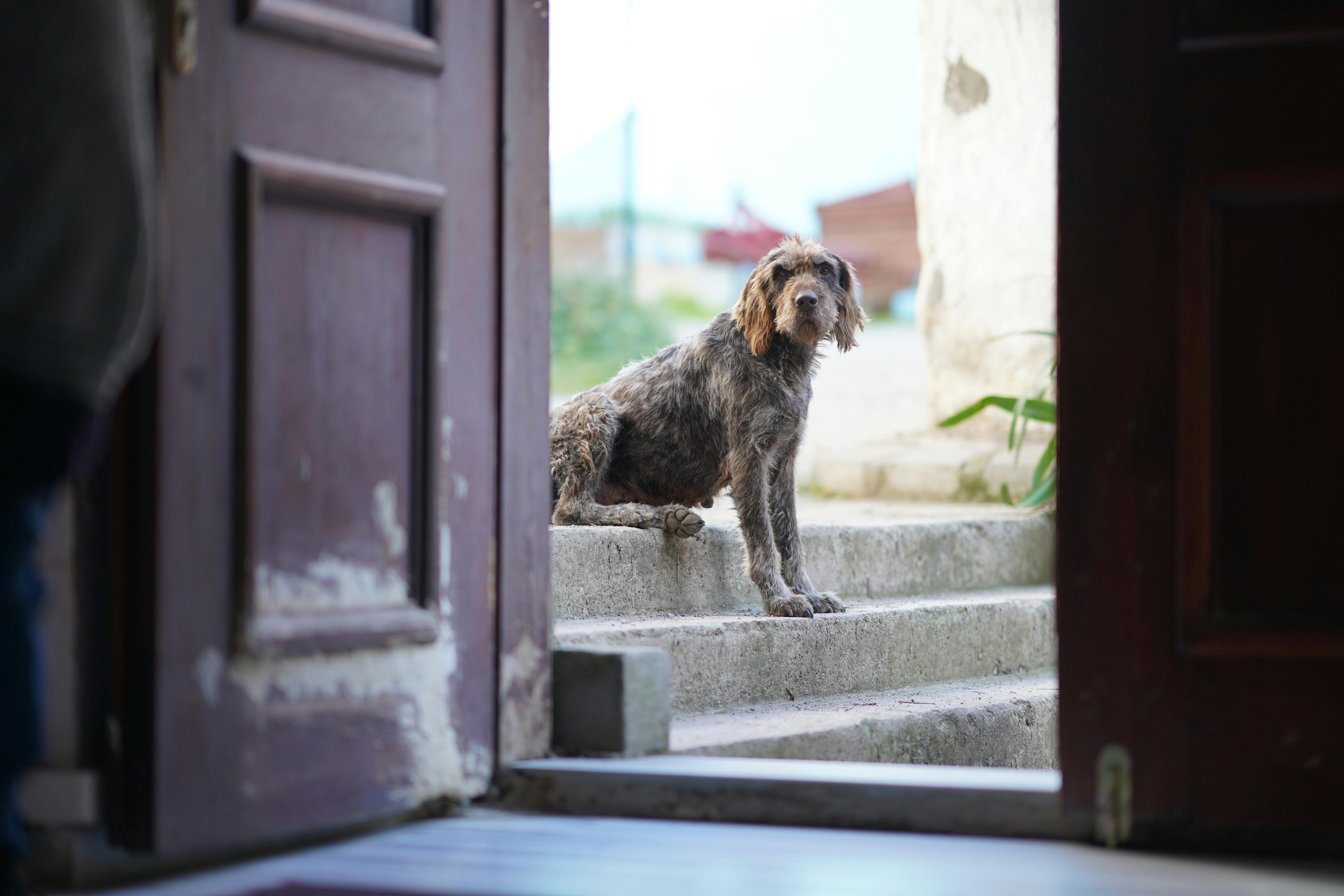 A furry dog sits on concrete steps viewed from a wooden doorway, outdoors in Türkiye.
