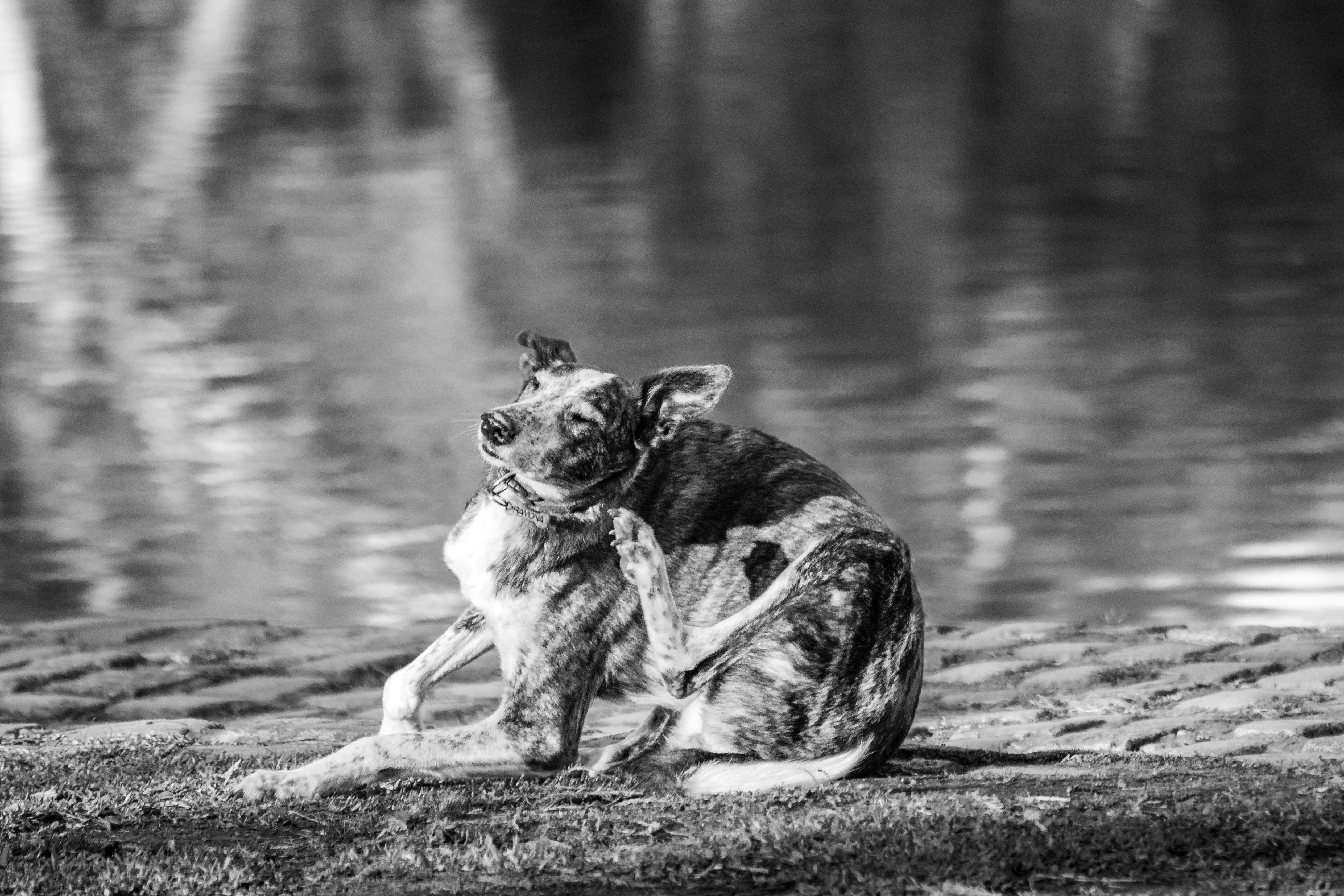 A black and white portrait of a dog sitting near a riverbank in Buenos Aires, Argentina.