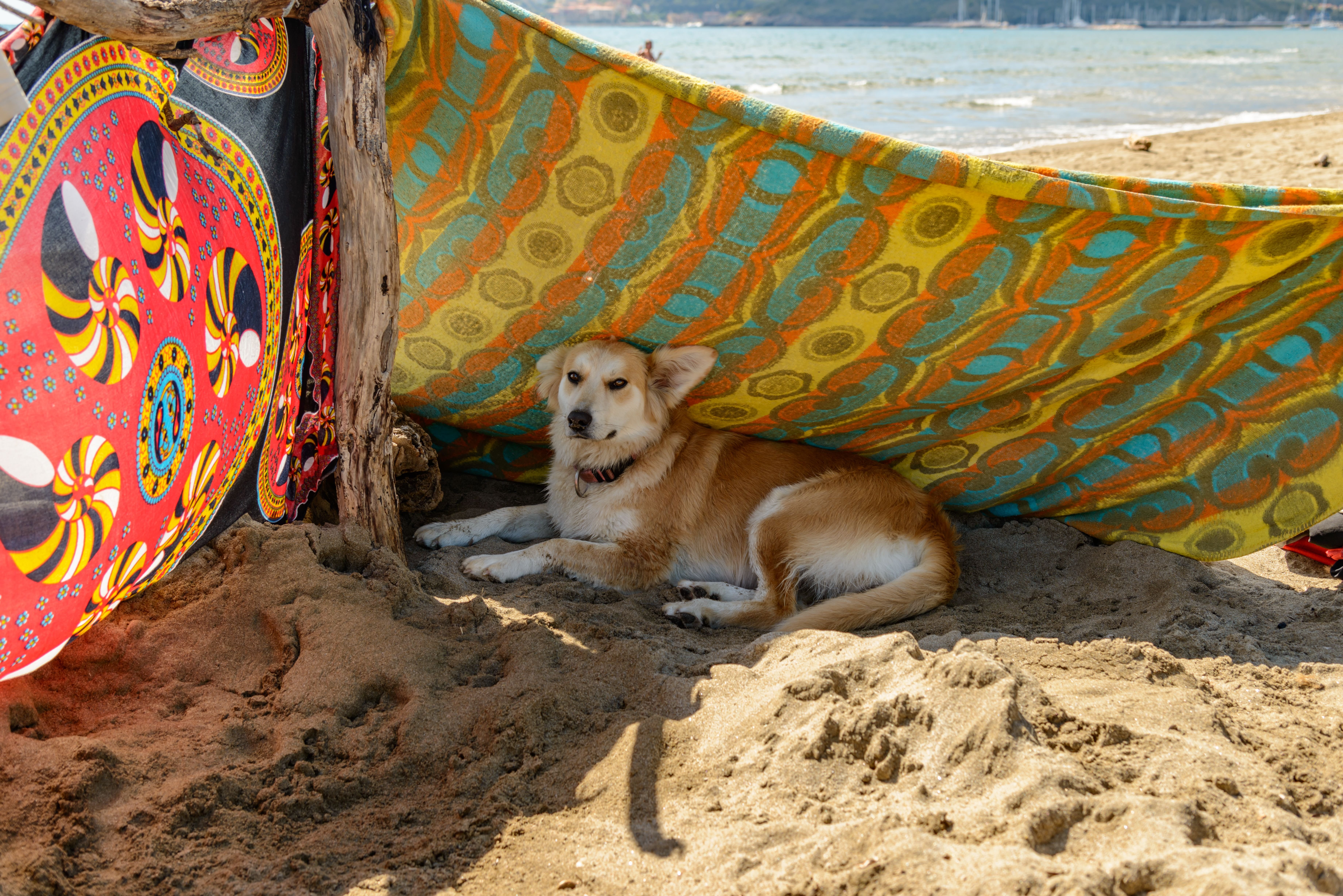 A dog rests in the shade of vibrant beach towels by the sea.