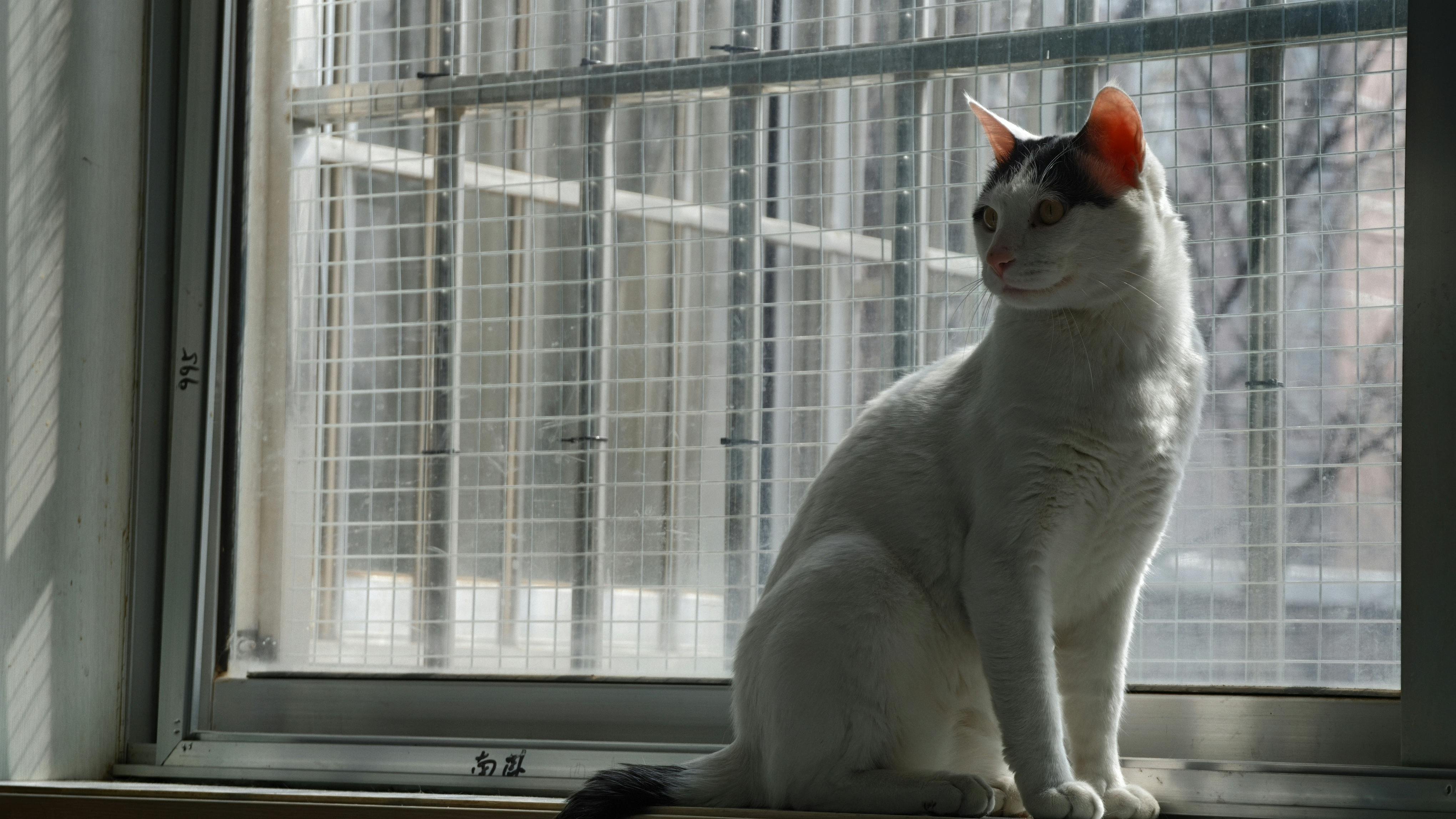 A white cat with black markings sits by a sunny window inside a building.