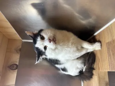 믹스묘 보호중 사진