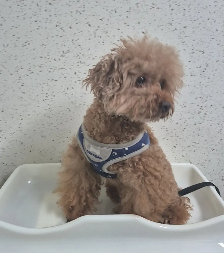 푸들 보호중 사진