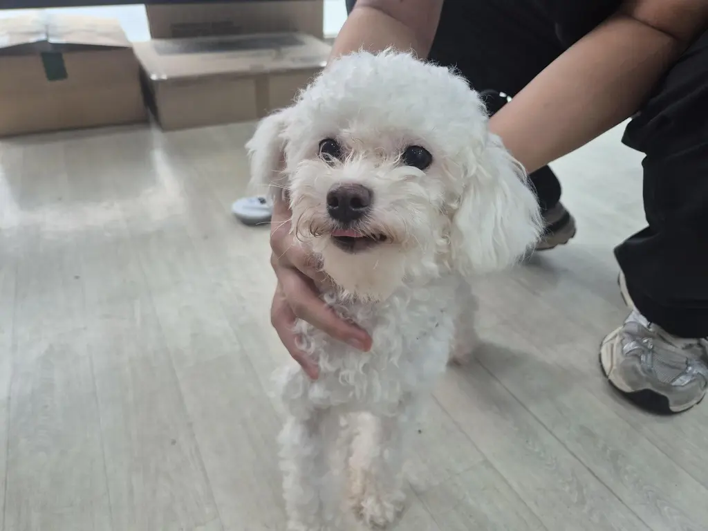 비숑 프리제 보호중 사진