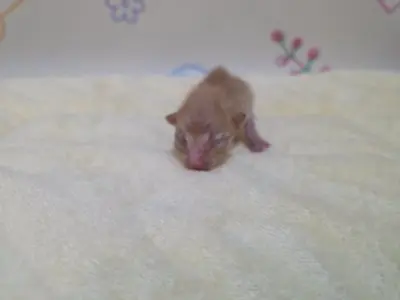 믹스묘 보호중 사진