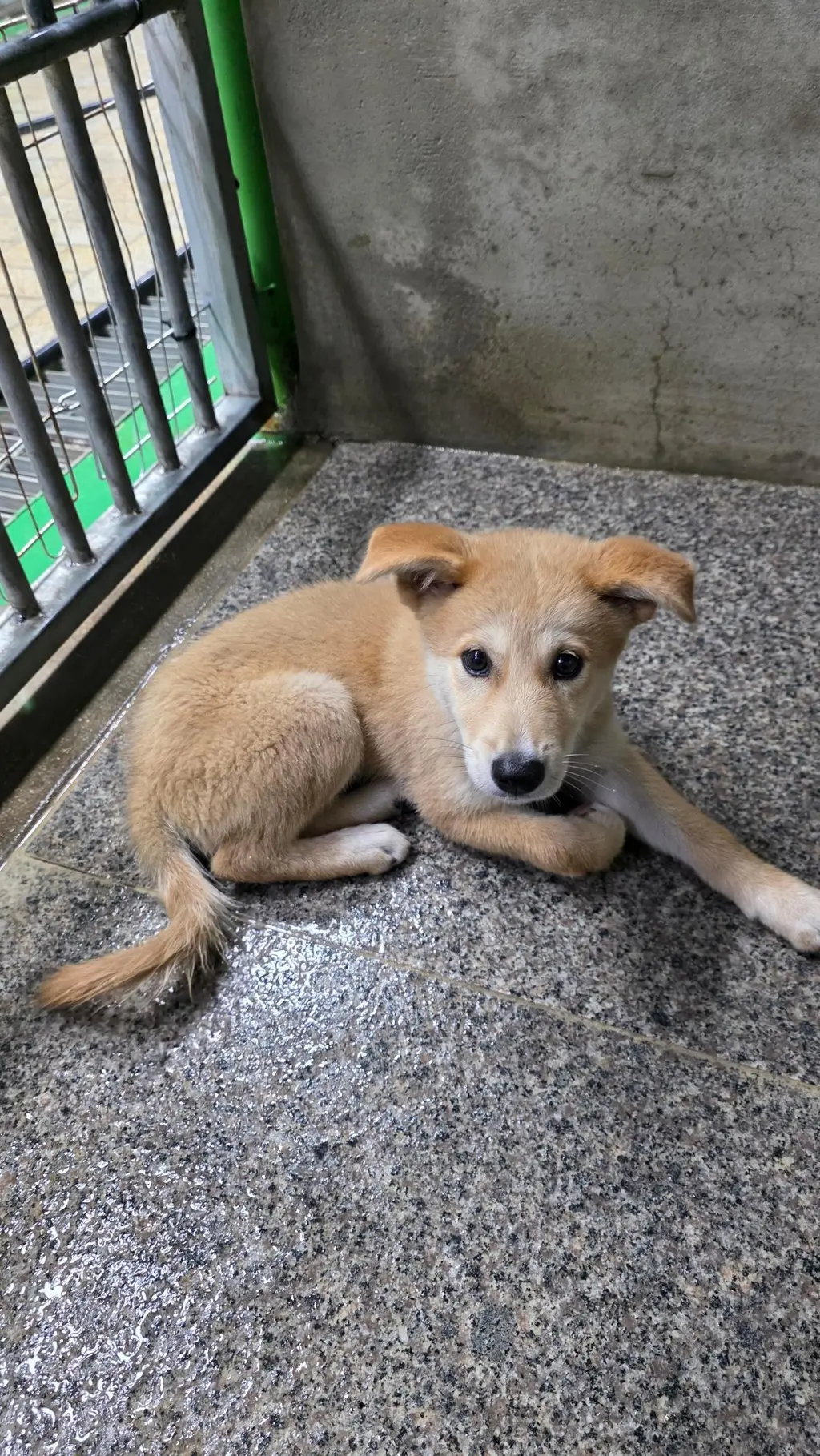 믹스견 보호중 사진