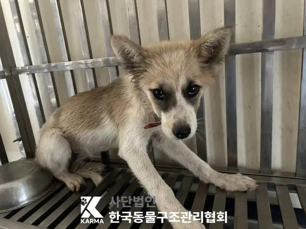 믹스견 보호중 사진
