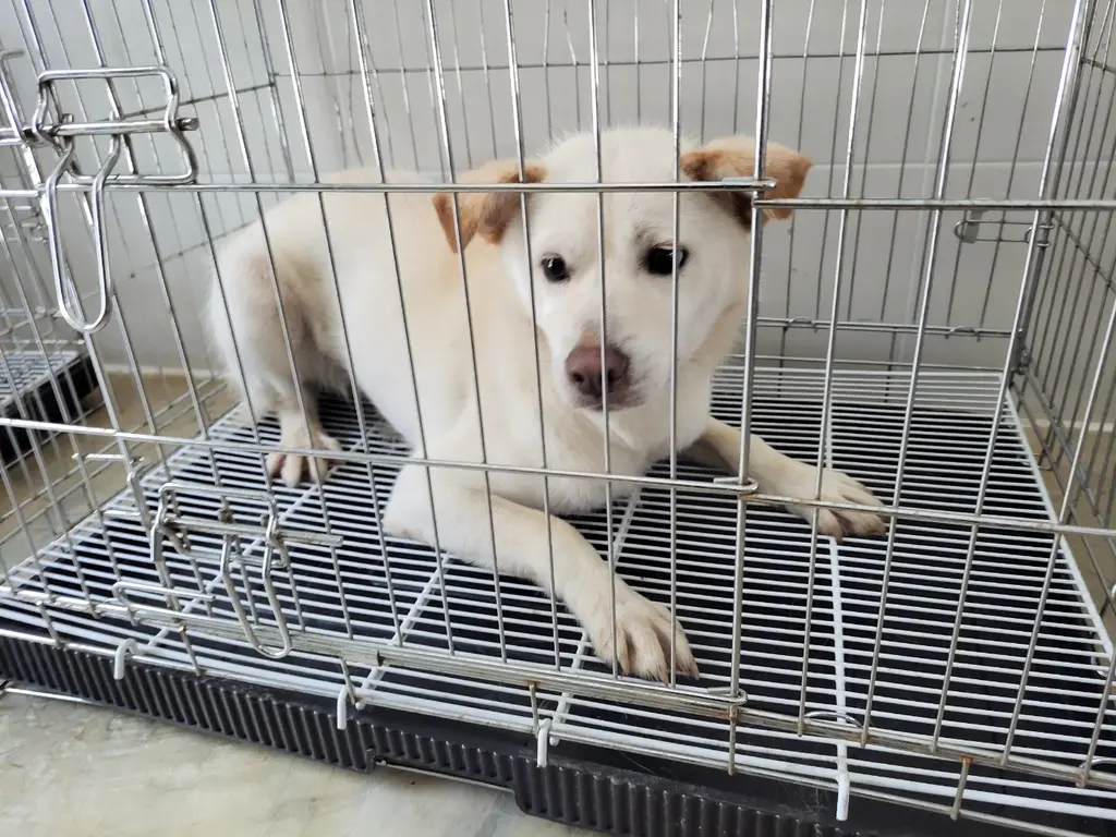 믹스견 보호중 사진
