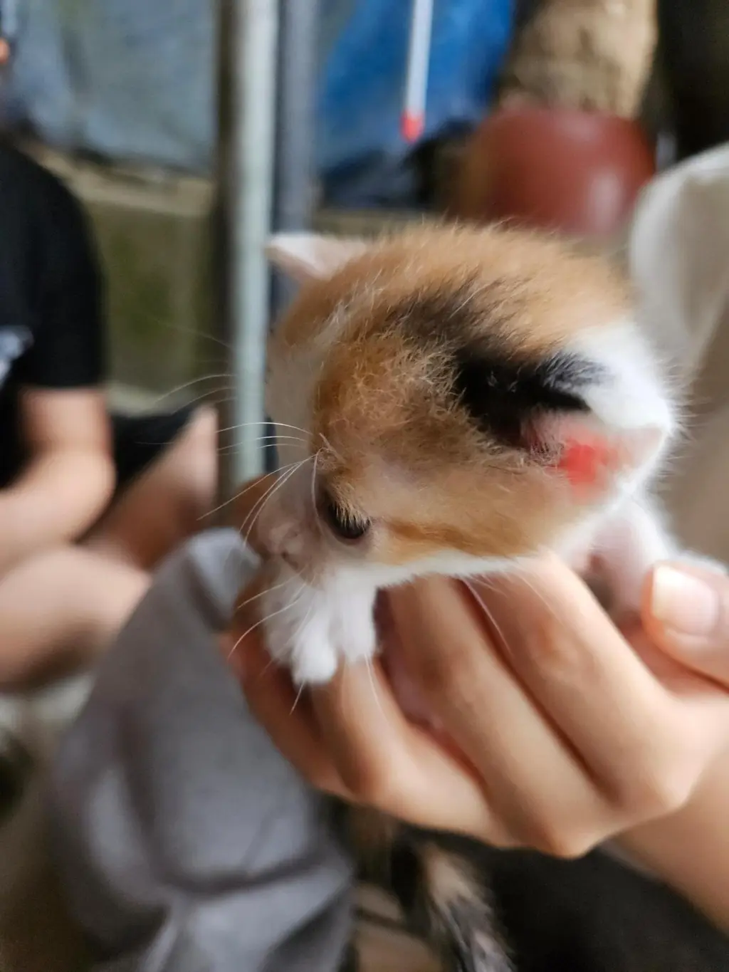 한국 고양이 보호중 사진