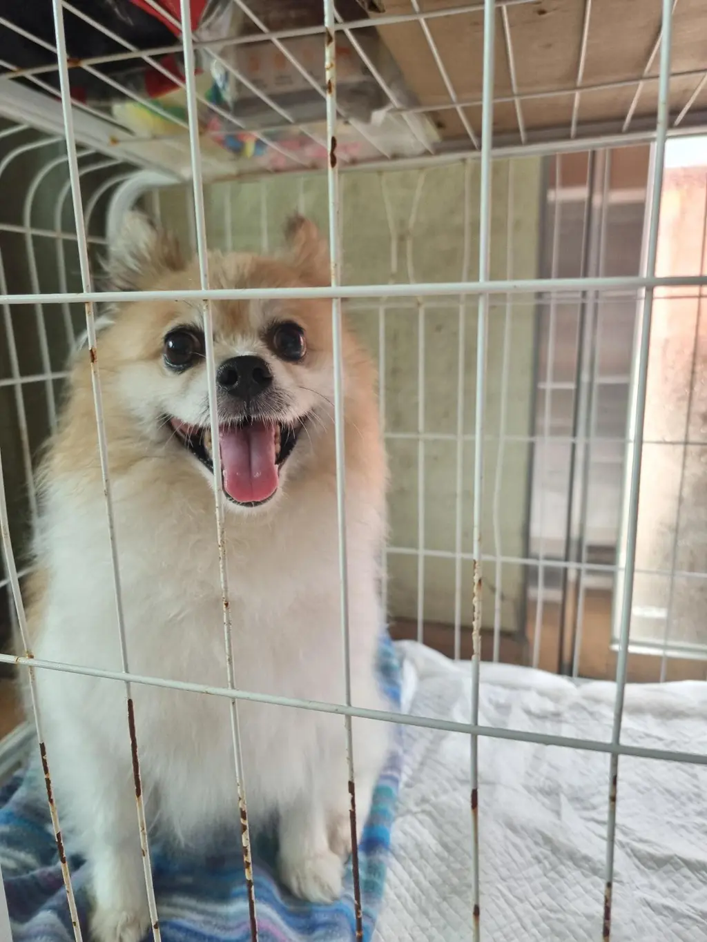 포메라니안 보호중 사진