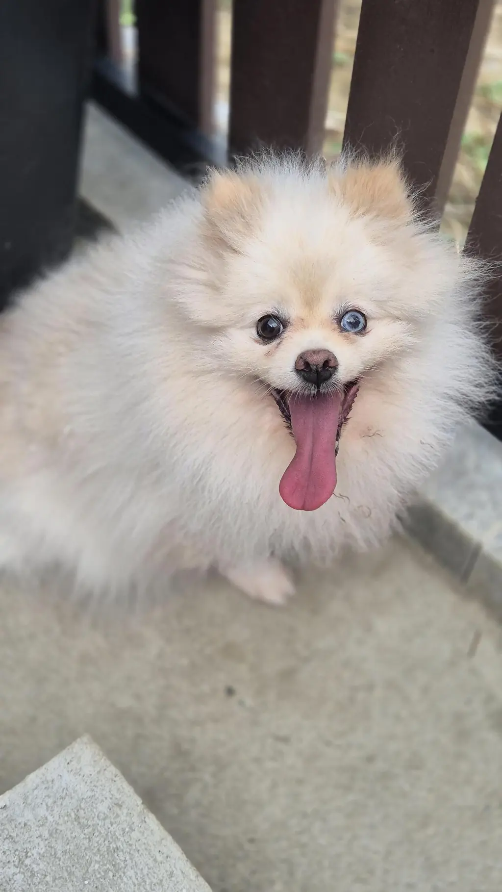포메라니안 보호중 사진