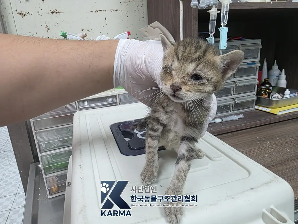 한국 고양이 보호중 사진