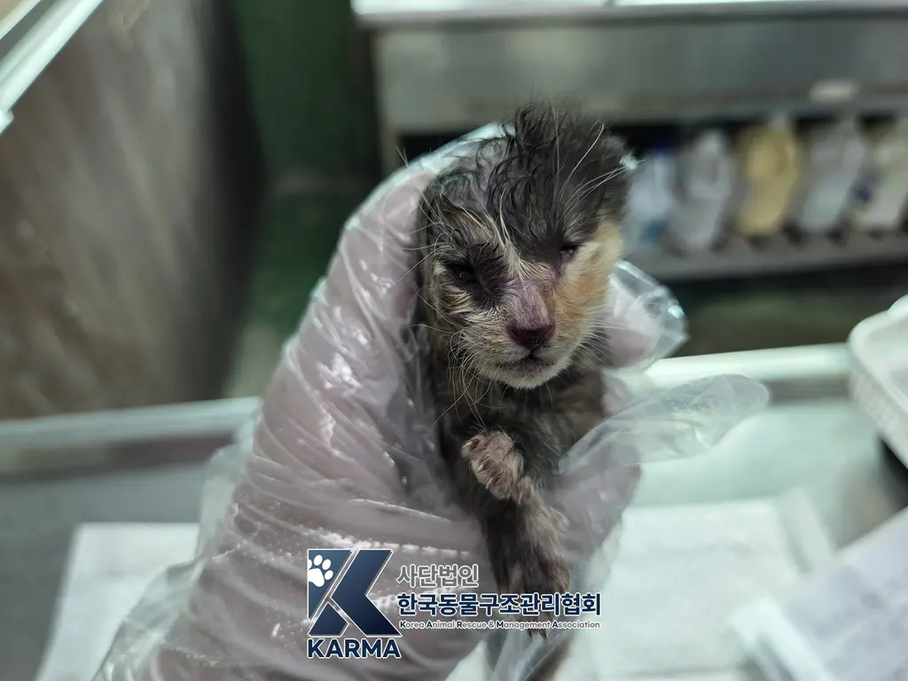 한국 고양이 보호중 사진