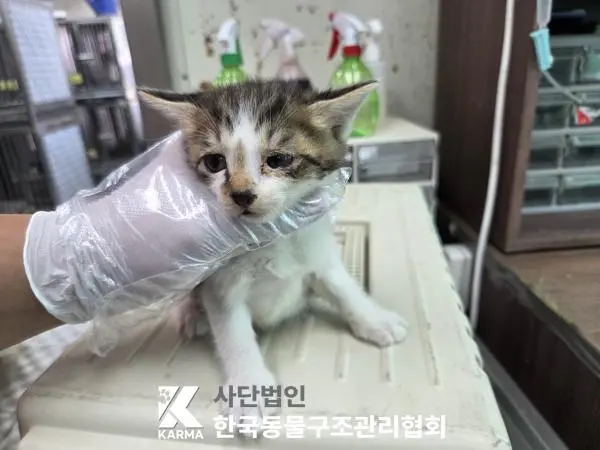 한국 고양이 보호중 사진