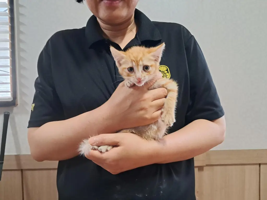한국 고양이 보호중 사진